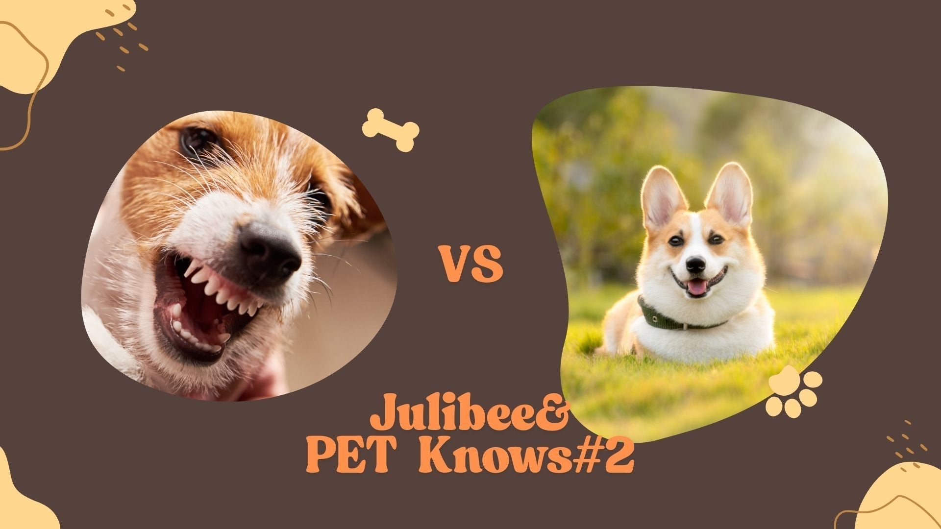 Two dogs showing contrasting travel personalities | Julibee's pet travel guides