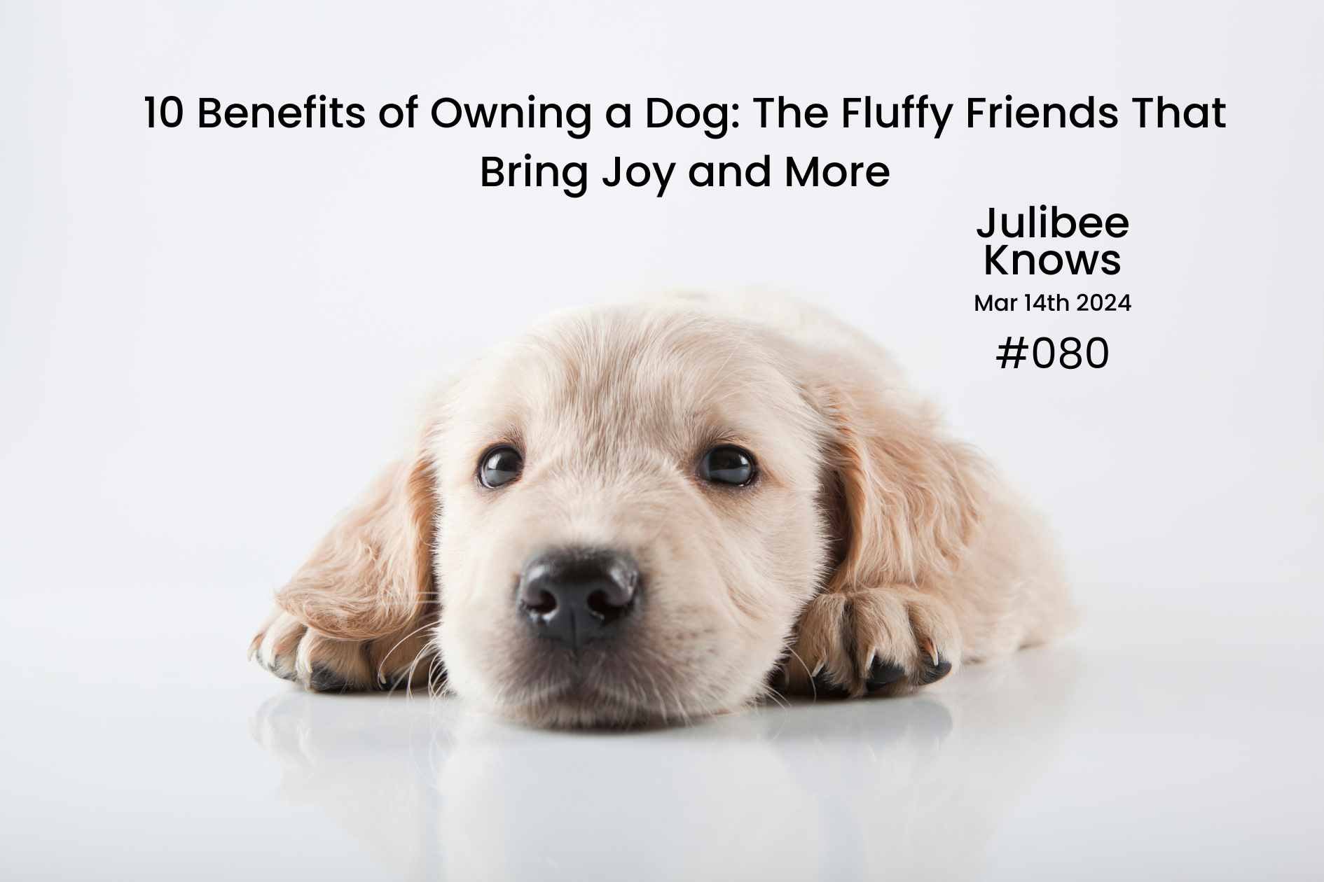 Julibee's adorable golden retriever puppy - 10 benefits of owning a dog