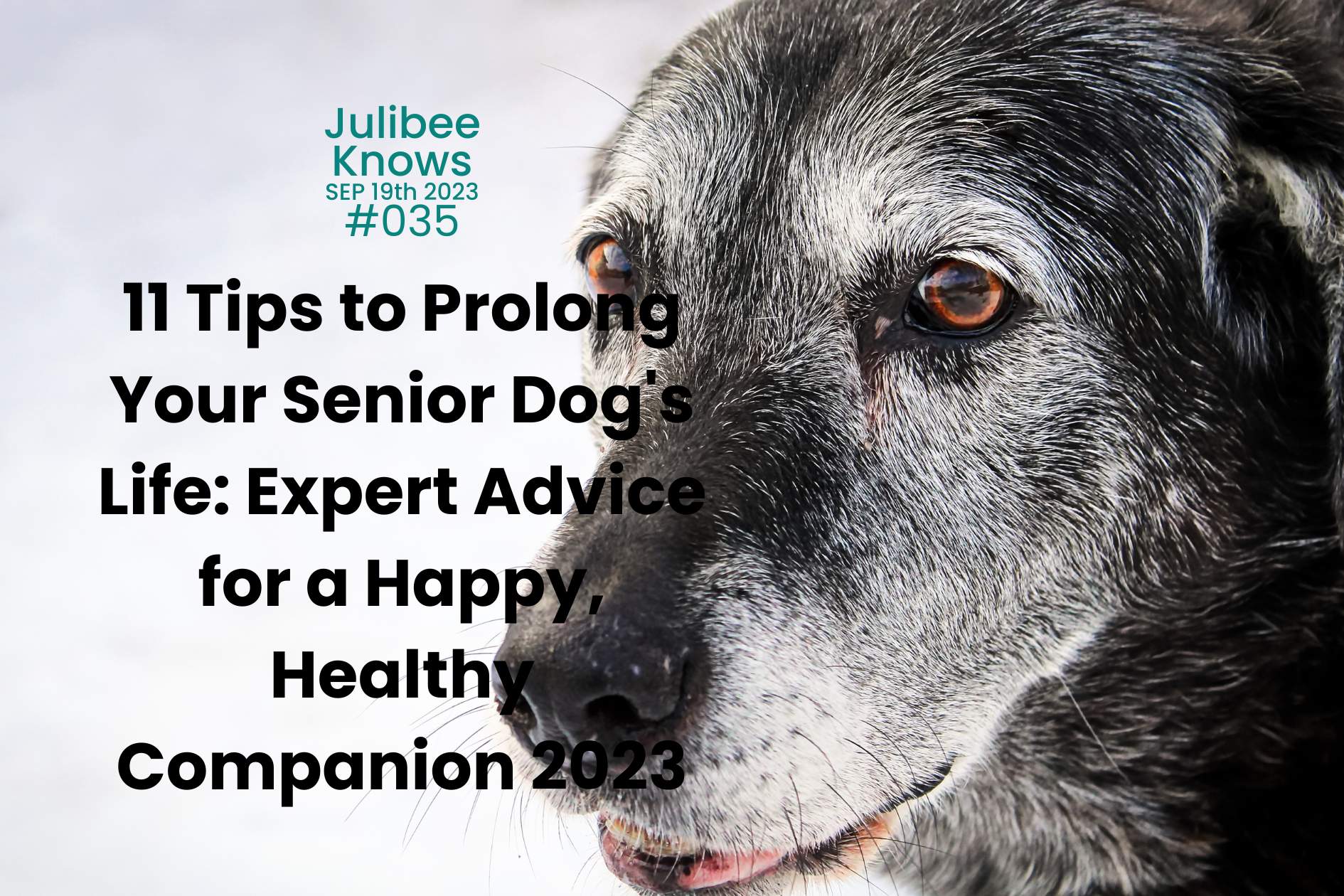 Senior dog with gray muzzle: 11 expert tips to prolong your dog's life for a happy, healthy companion