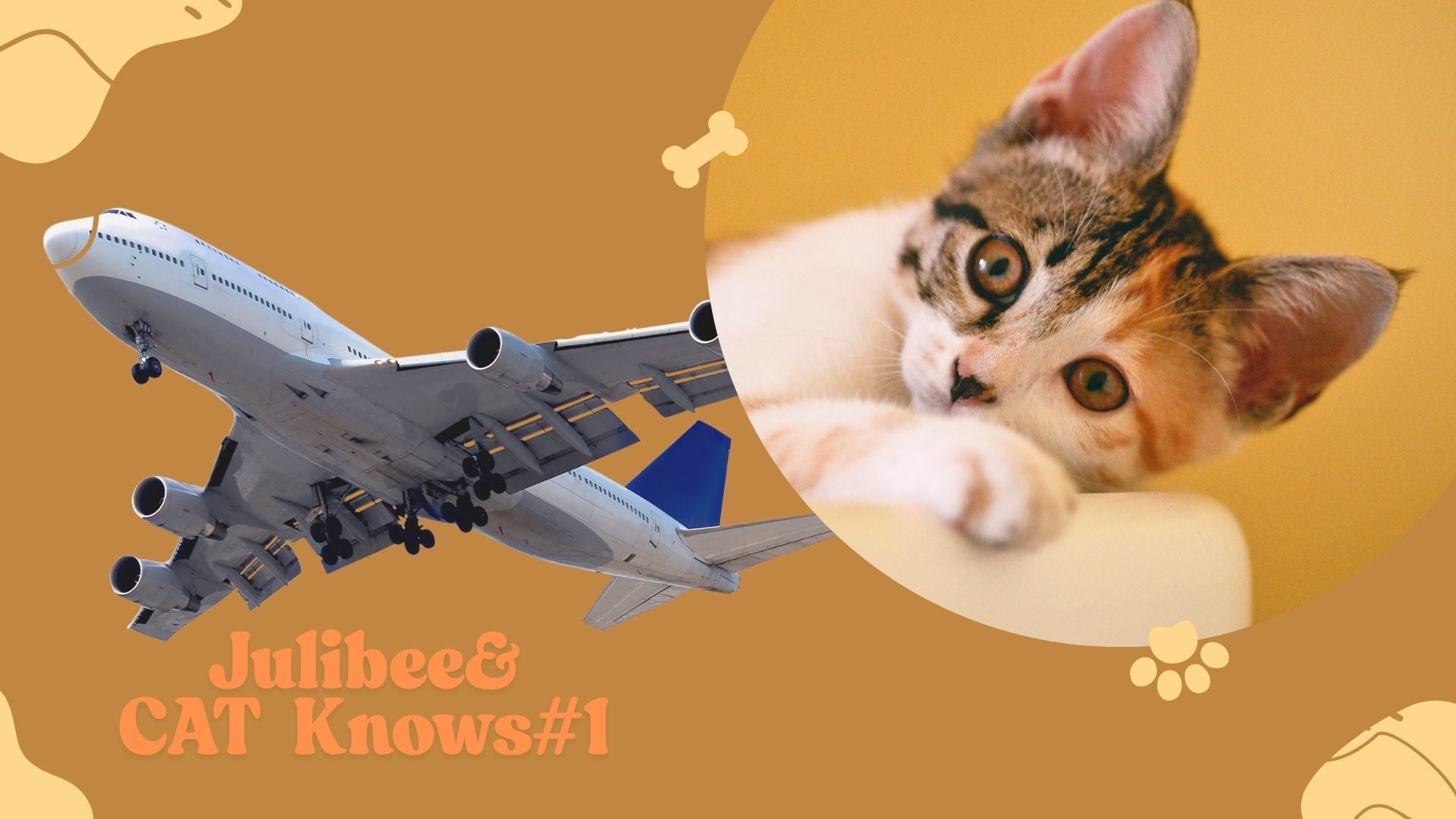 Airplane and cat illustrating feline travel behavior insights - Julibee's cat travel guide