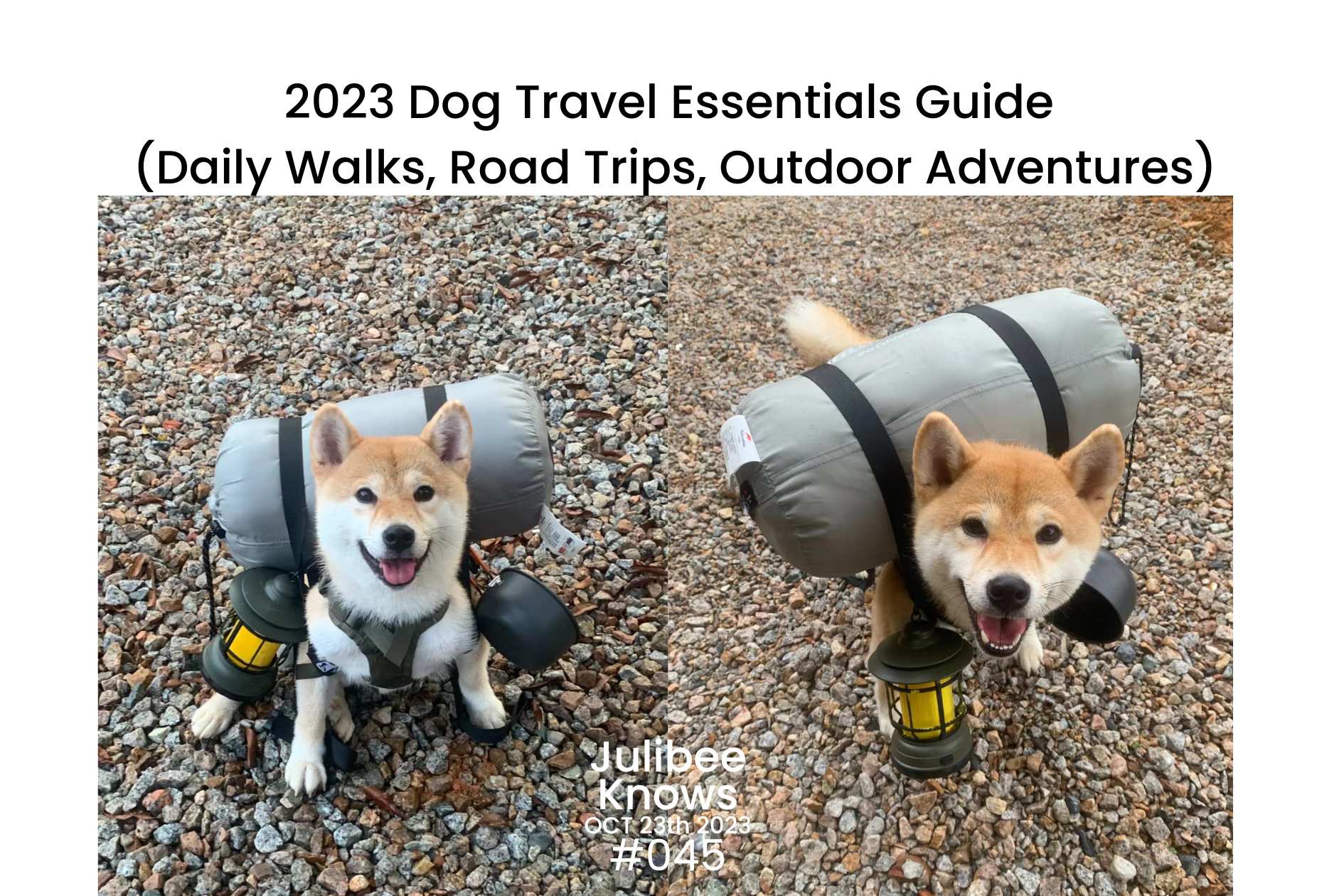 Shiba Inu with travel backpack and lantern for daily walks & road trips