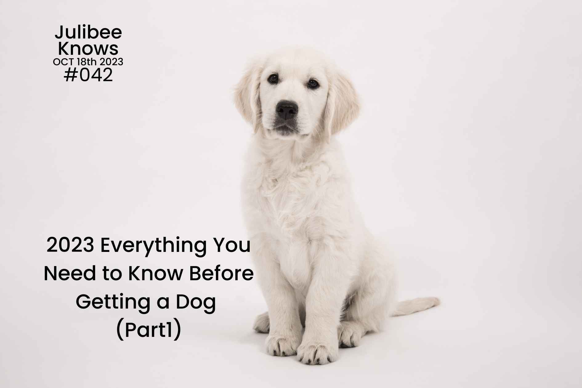 Golden retriever puppy sitting - guide to preparing for a new dog