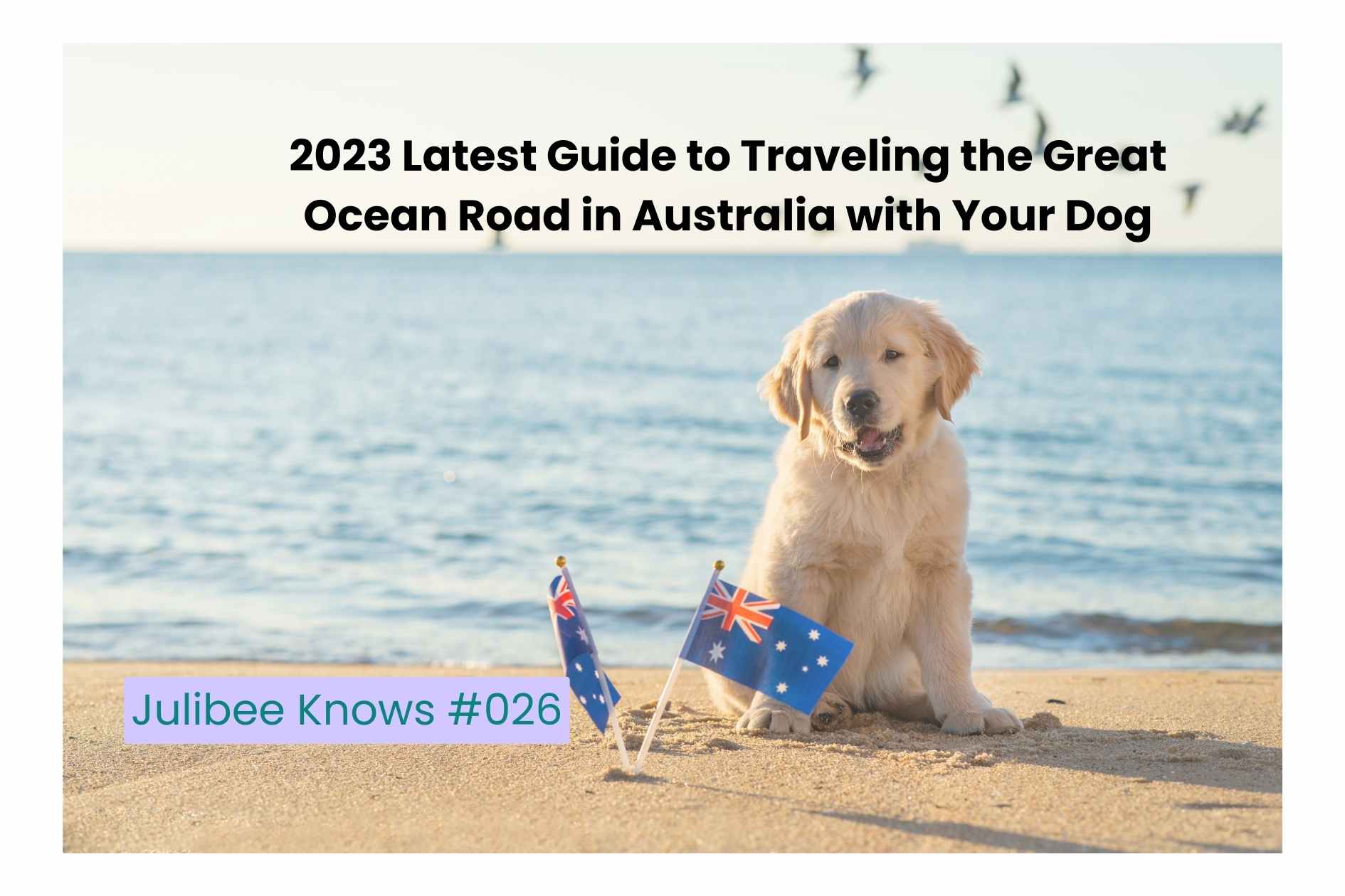 Golden retriever puppy on beach with Australian flags for Great Ocean Road dog travel guide by Julibee's