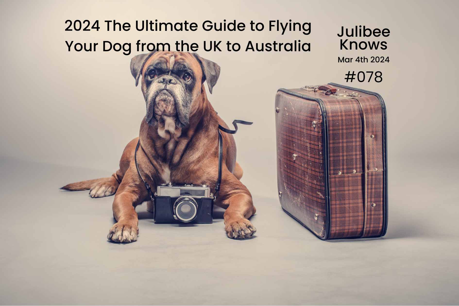 Boxer dog with camera beside suitcase - ultimate guide to flying dogs from UK to Australia by Julibee's