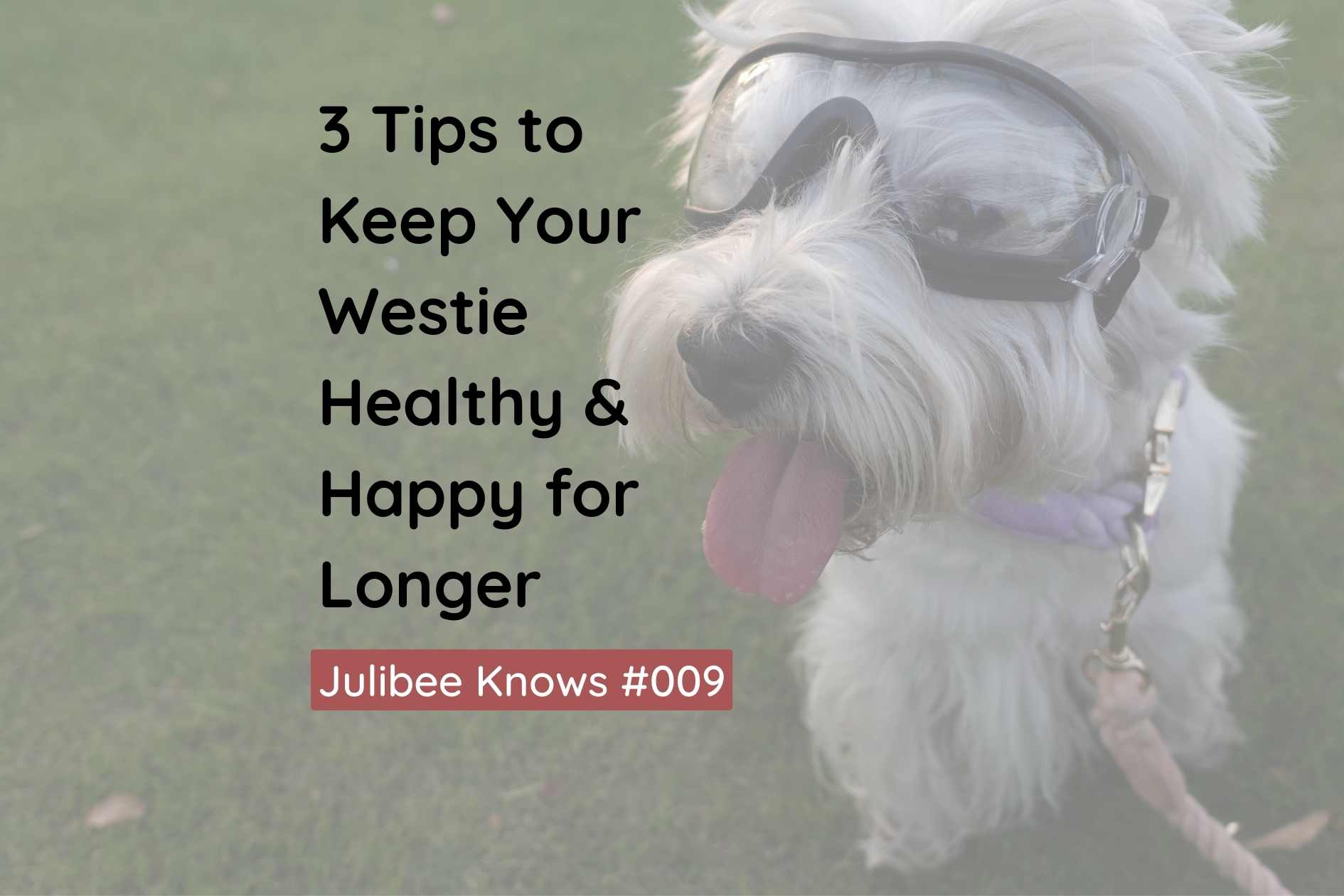Happy West Highland White Terrier (Westie) wearing protective goggles, featured in Julibee's guide to keeping your Westie ...
