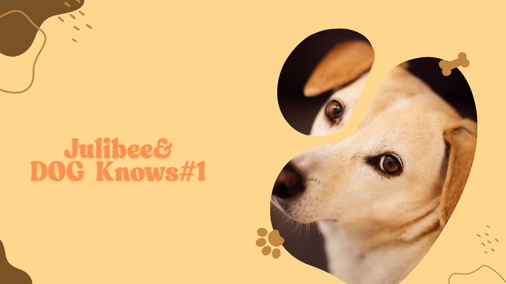 Close-up of dog's face showing carrier body language signs - Julibee's dog travel behavior guide