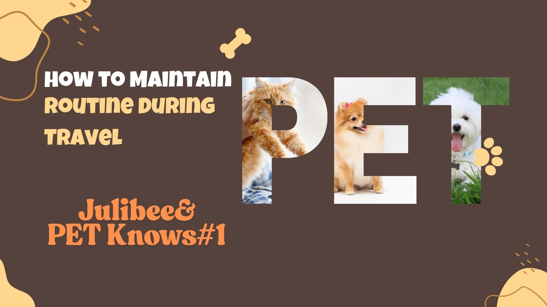 Cat and dogs with text on maintaining pet routine during travel | Julibee's pet travel supplies