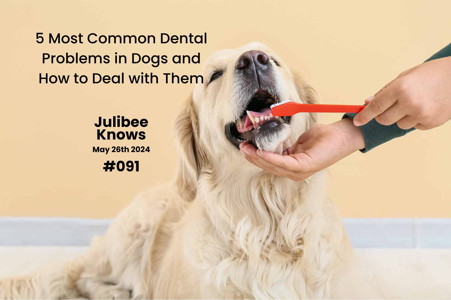 Golden retriever receiving toothbrushing - Julibee's guide to common dog dental problems