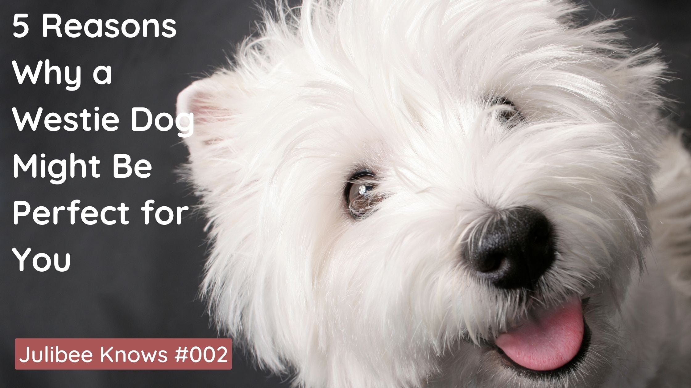 Smiling West Highland White Terrier dog, Julibee's '5 Reasons Why a Westie Dog Might Be Perfect for You' article
