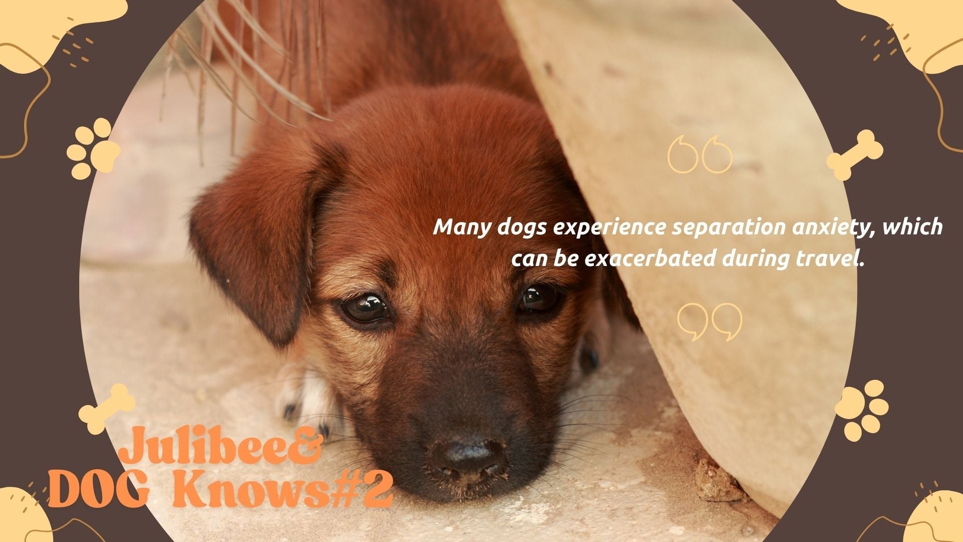Sad brown puppy illustrating separation anxiety during travel | Julibee's dog travel carriers