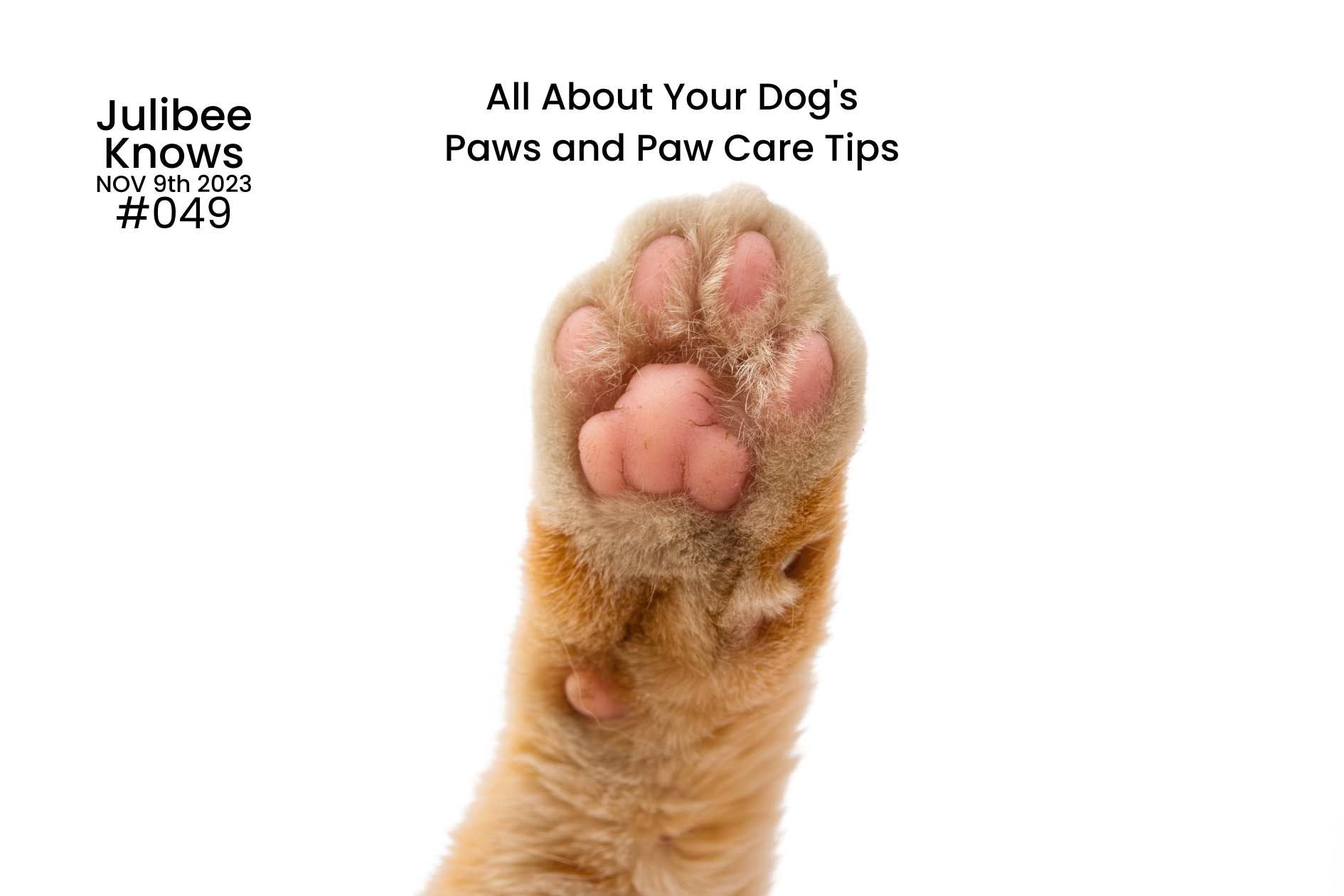 Close-up of a dog's paw with pink pads, illustrating paw care tips for dogs.
