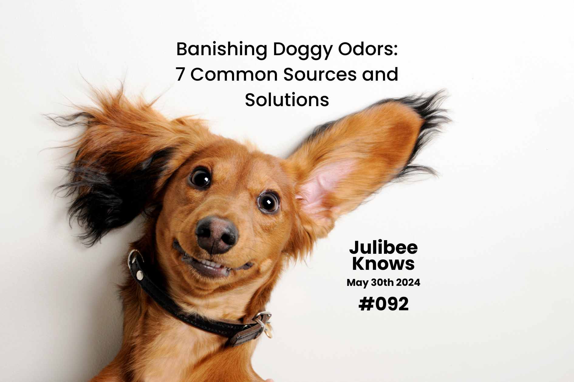 Brown dachshund with floppy ears featured in Julibee's article on banishing doggy odors