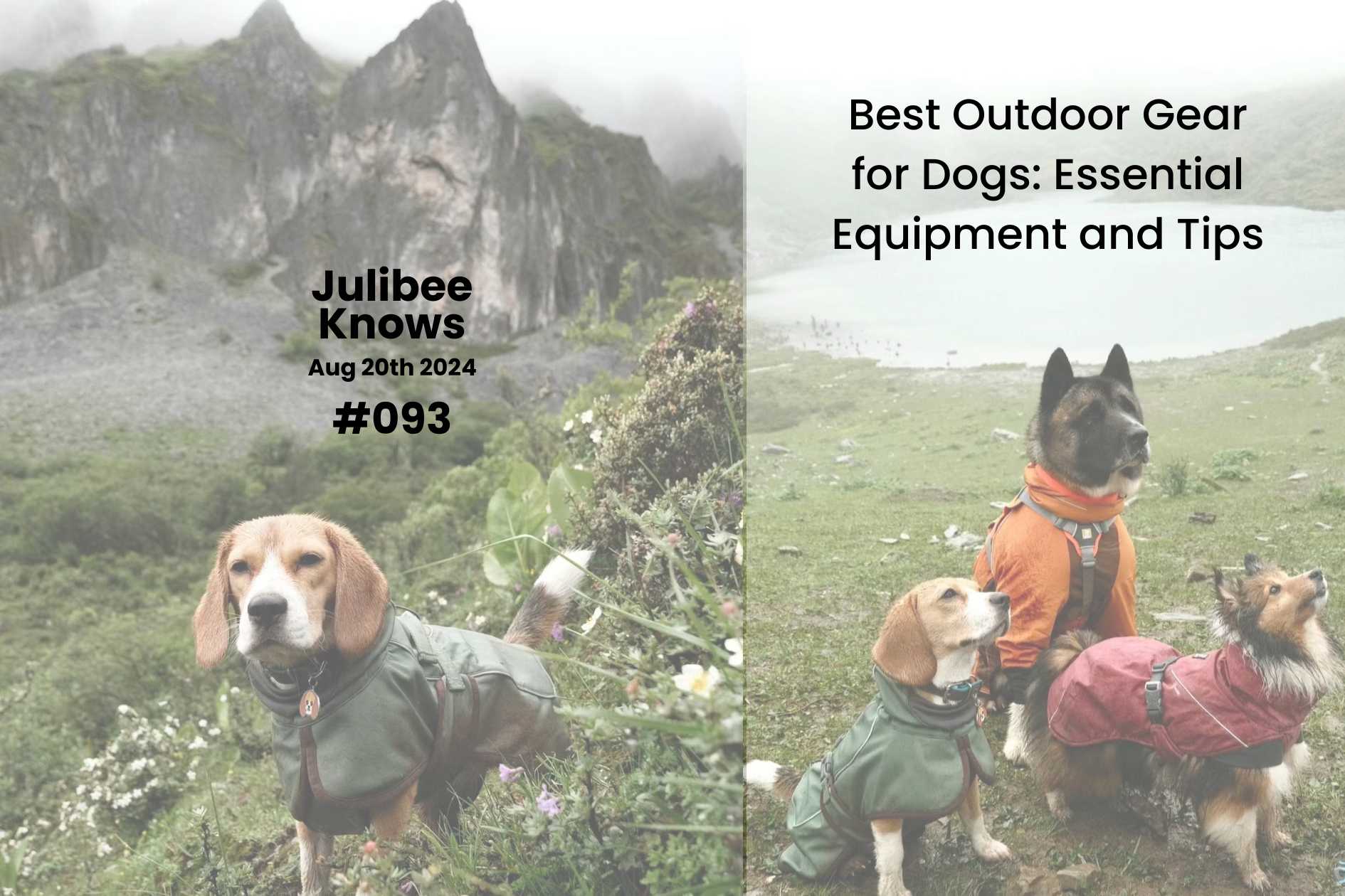 Dogs in colorful outdoor jackets enjoying mountain hike - Best Outdoor Gear for Dogs essentials