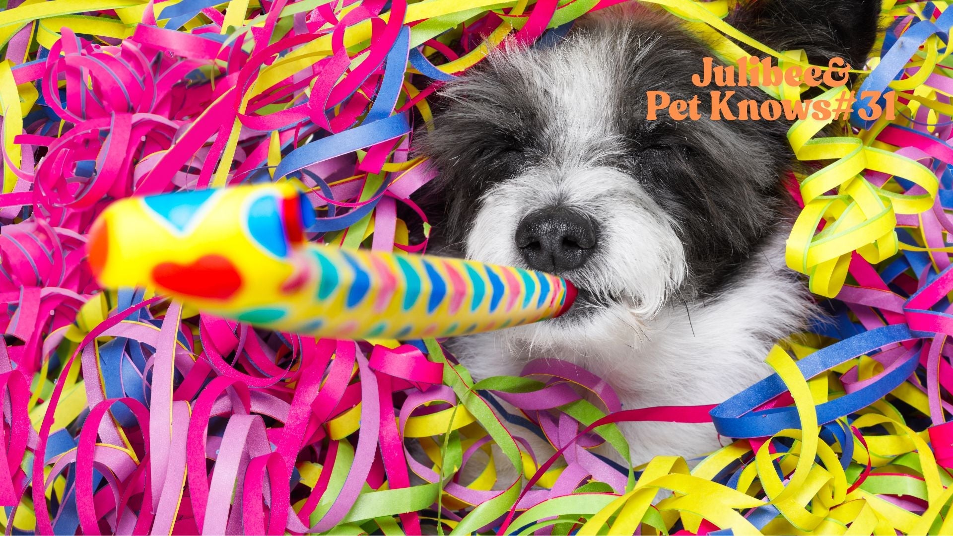 Playful dog with streamers, featuring travel water bottle and food bowl for dogs