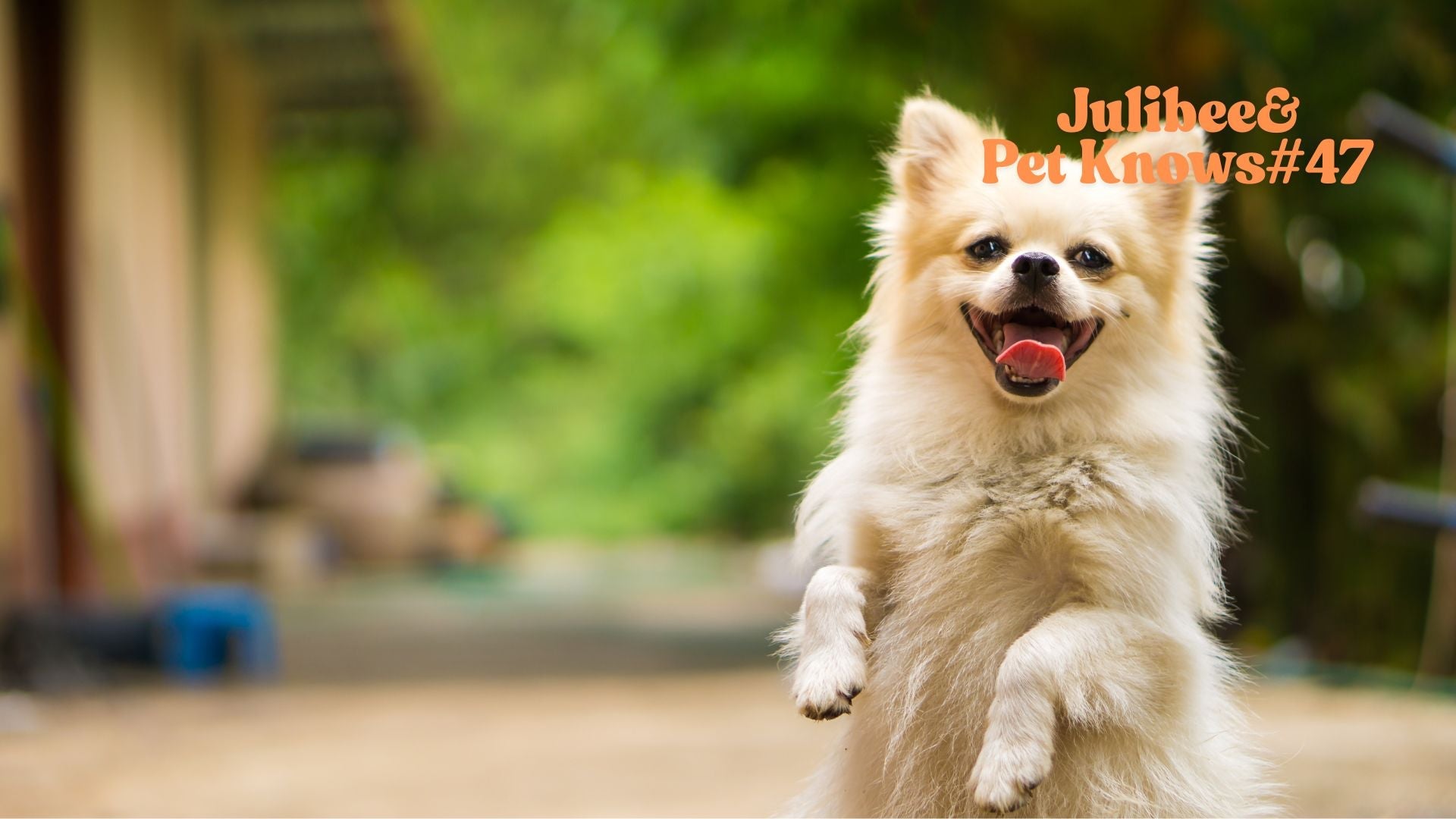 Pomeranian dog illustrating age-appropriate dog travel training tips