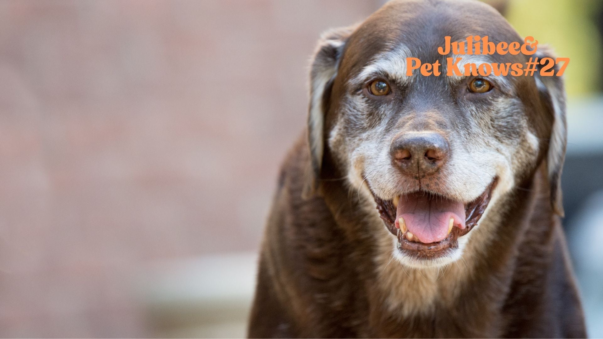 Senior dog with healthy calming treats for stress-free travel | Julibee's pet travel supplies