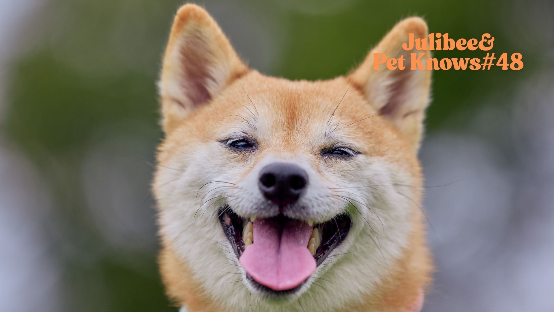 Shiba Inu dog showing how to keep Airbnb stays clean and safe with your dog