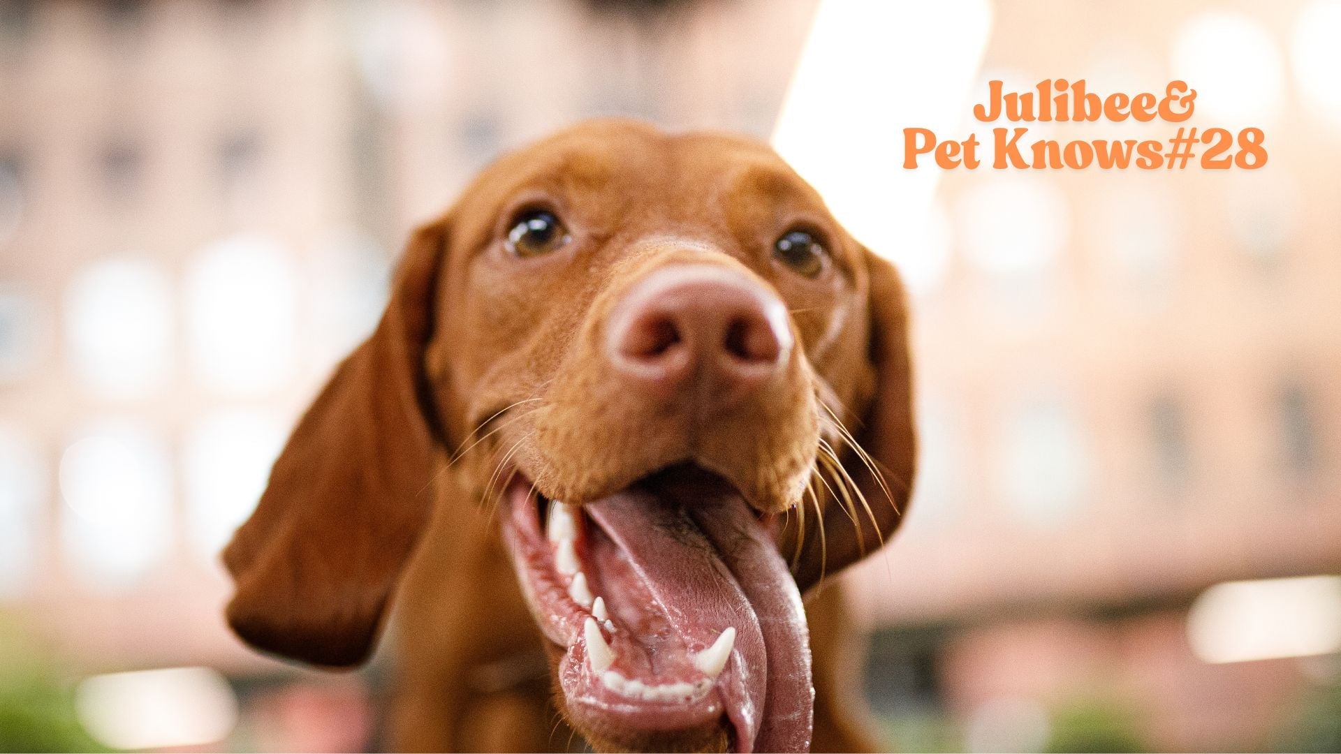 Close-up of happy dog, ensuring safety with smart pet tracker during travel
