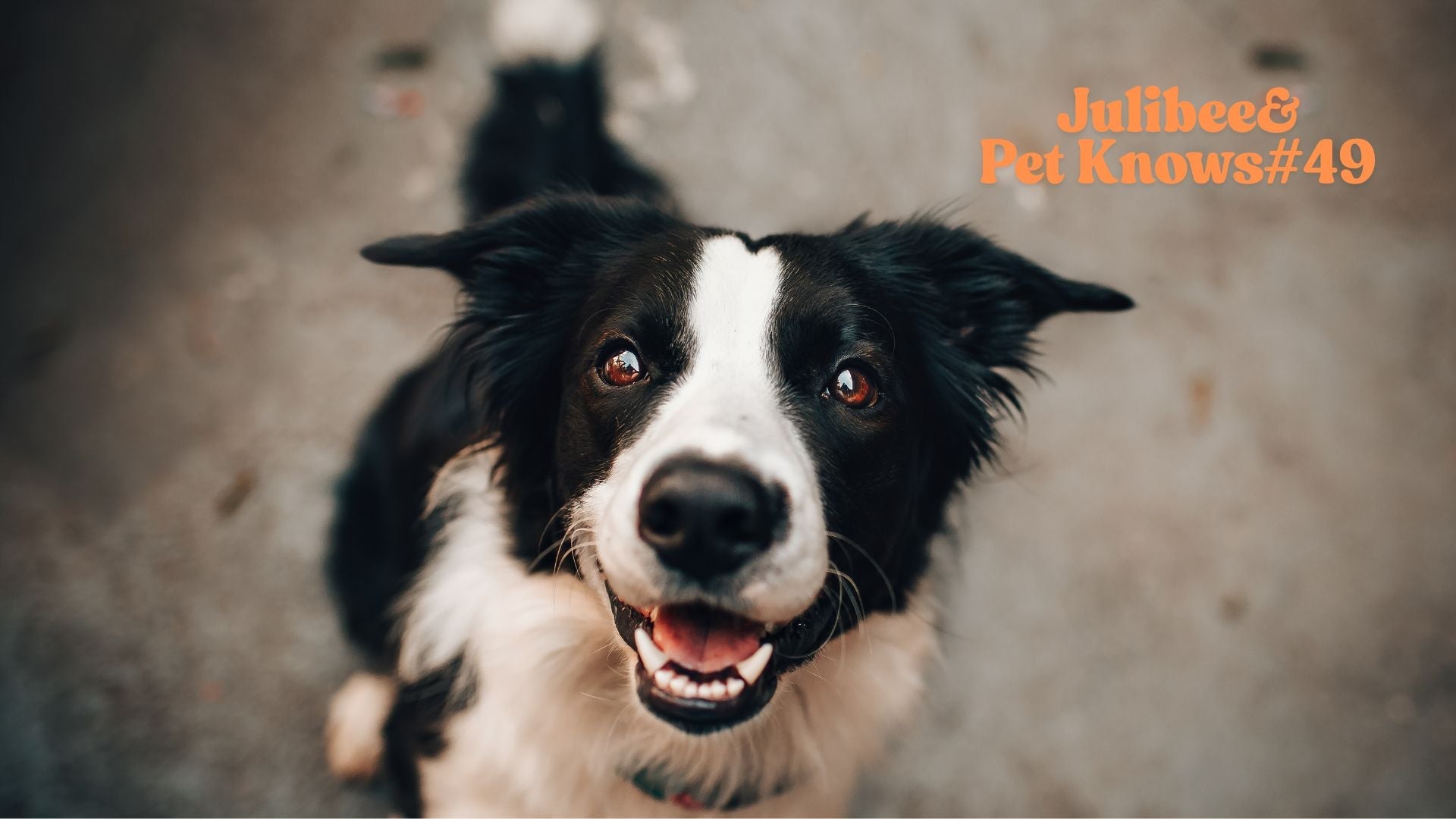 Border Collie dog demonstrating road trip coat care for healthy fur
