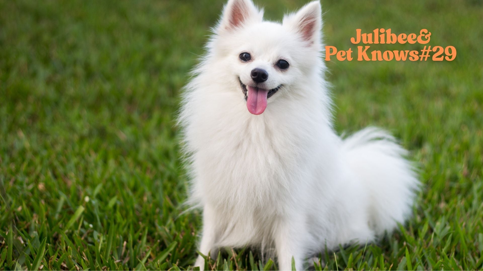 Small white dog on grass, ready for comfortable car pet seat travel