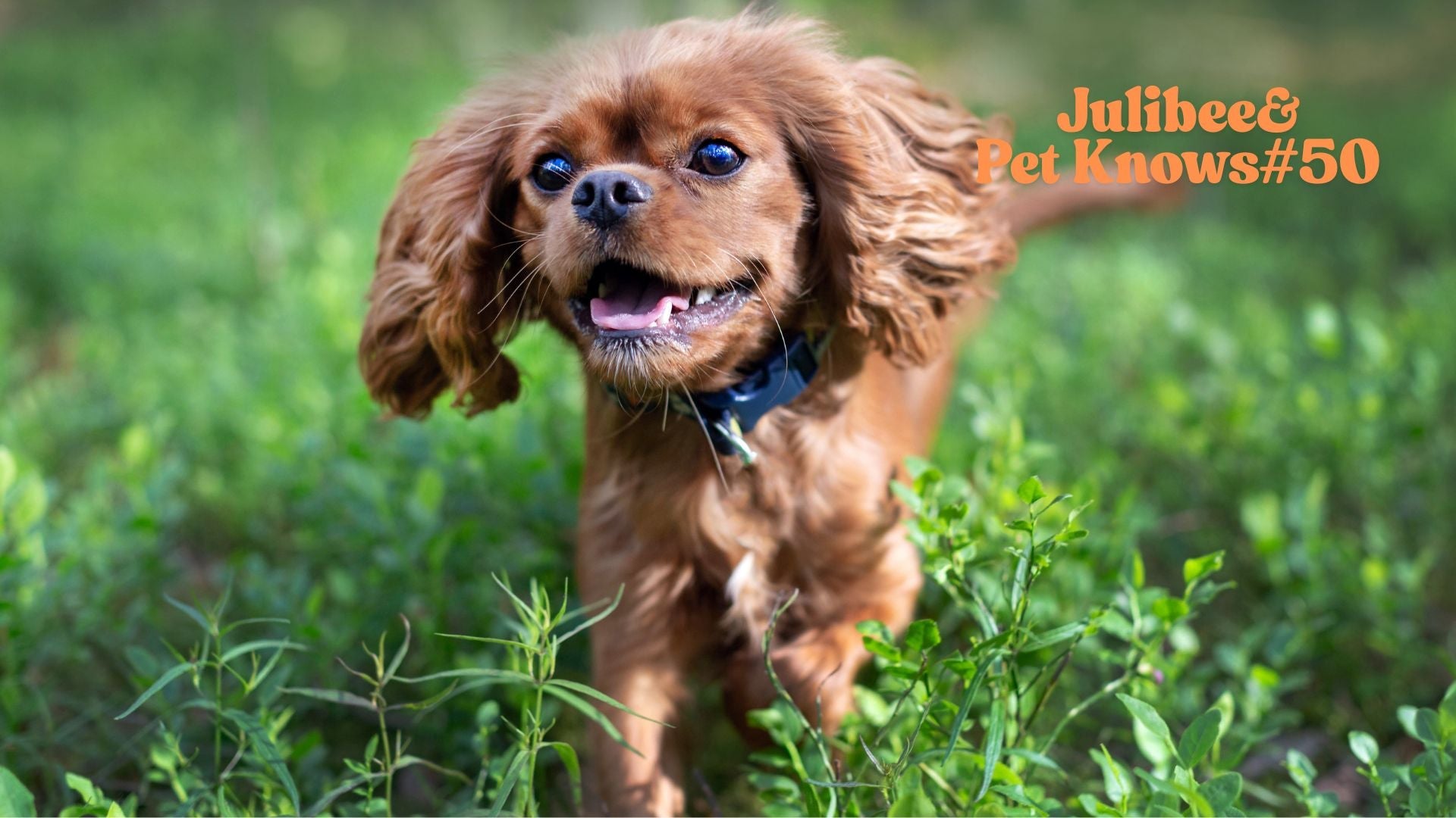 More Than a Game: Choosing a Travel Toy Kit to De-Stress Your Dog on the Go