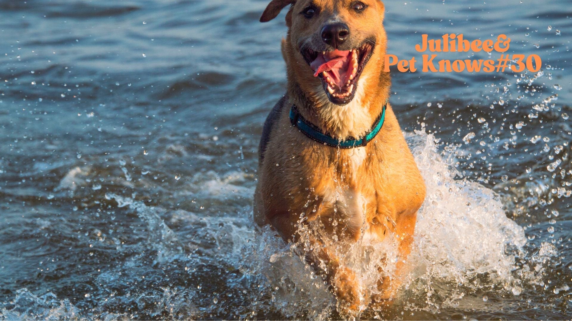 Dog splashing in water, with hidden must-haves in pet travel bag