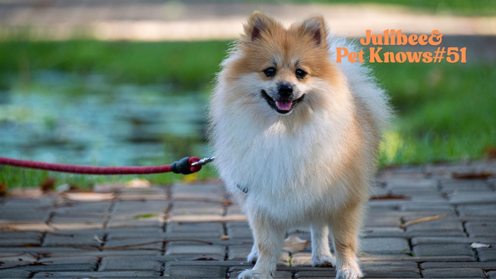 Happy Pomeranian dog with Julibee's red leash, perfect for safe road trip walks.