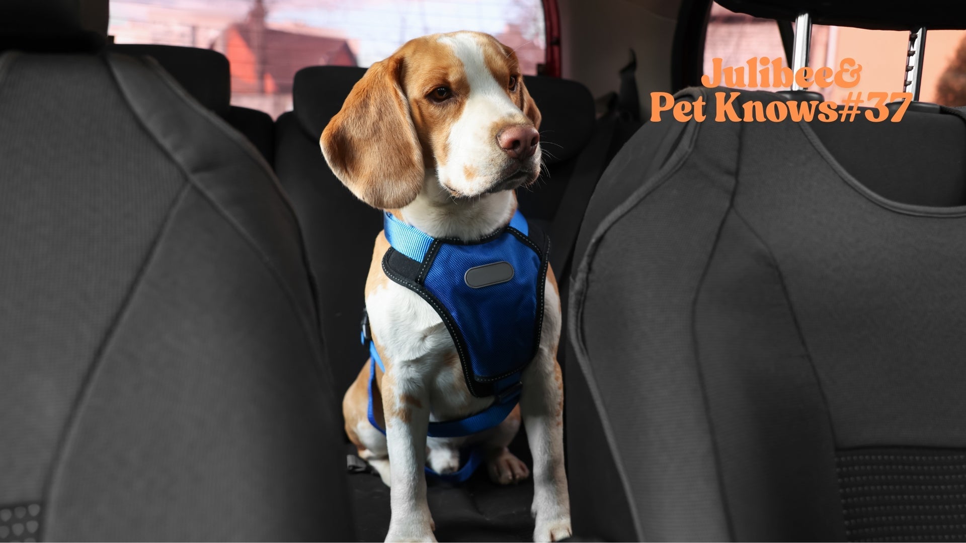 Blue dog harness for car travel – secure and comfortable during road trips.