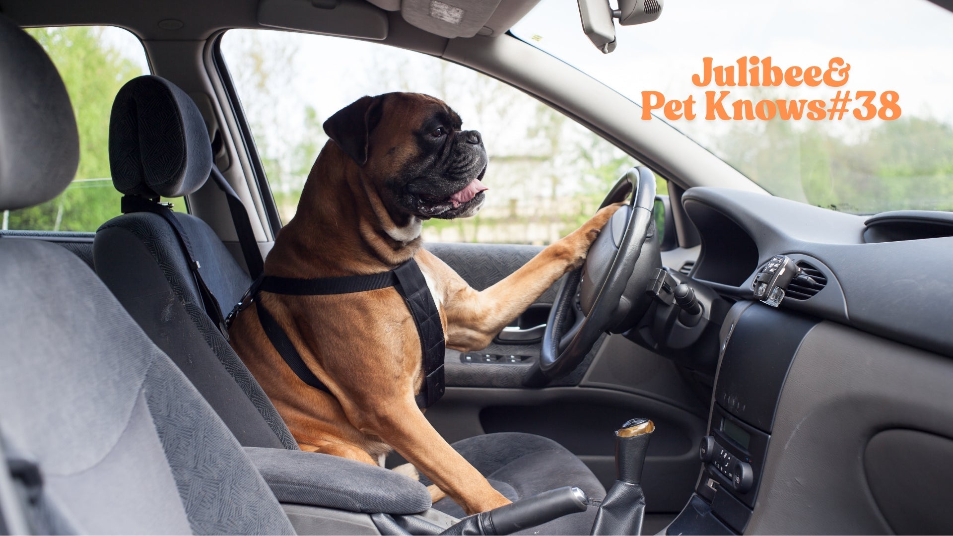 DIY dog travel snack box – fresh treats for on-the-go adventures.