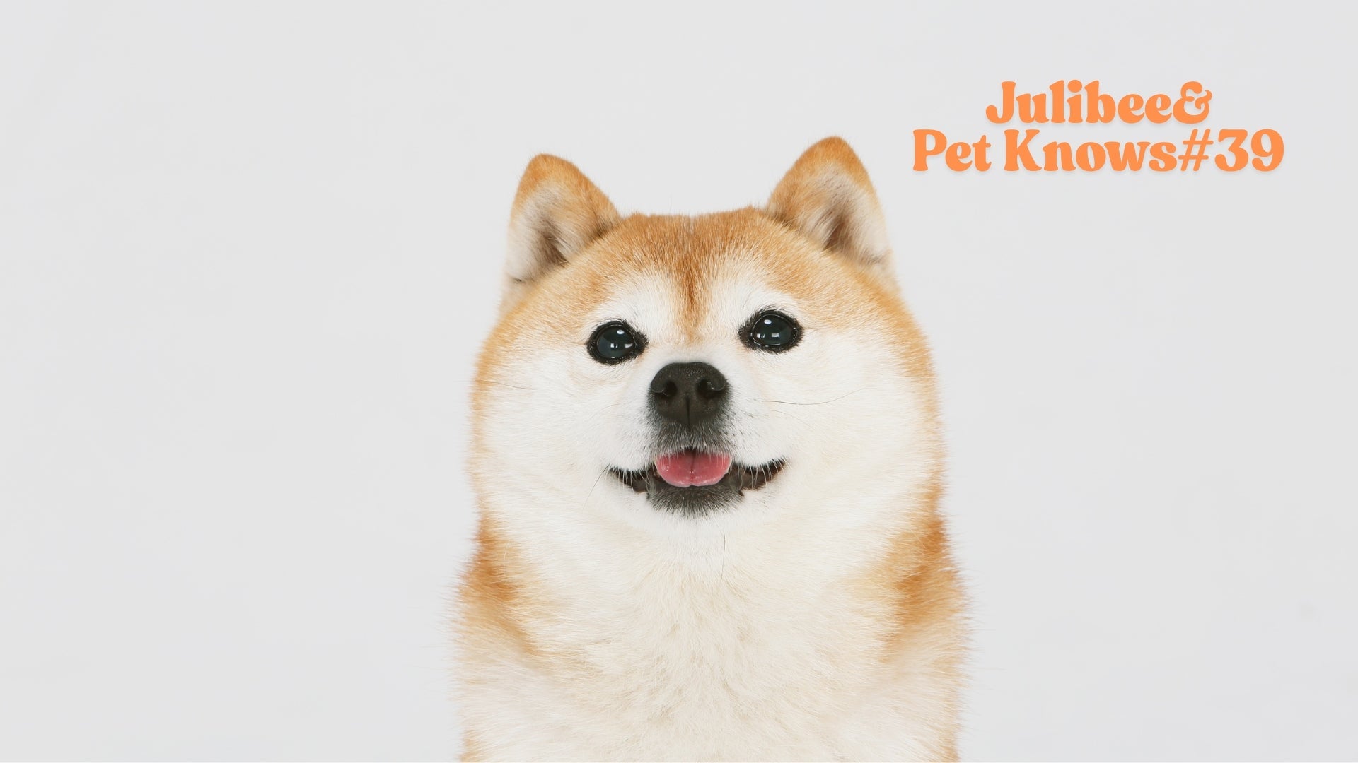 Happy Shiba Inu illustrating Julibee's dog travel safety equipment for secure car rides.