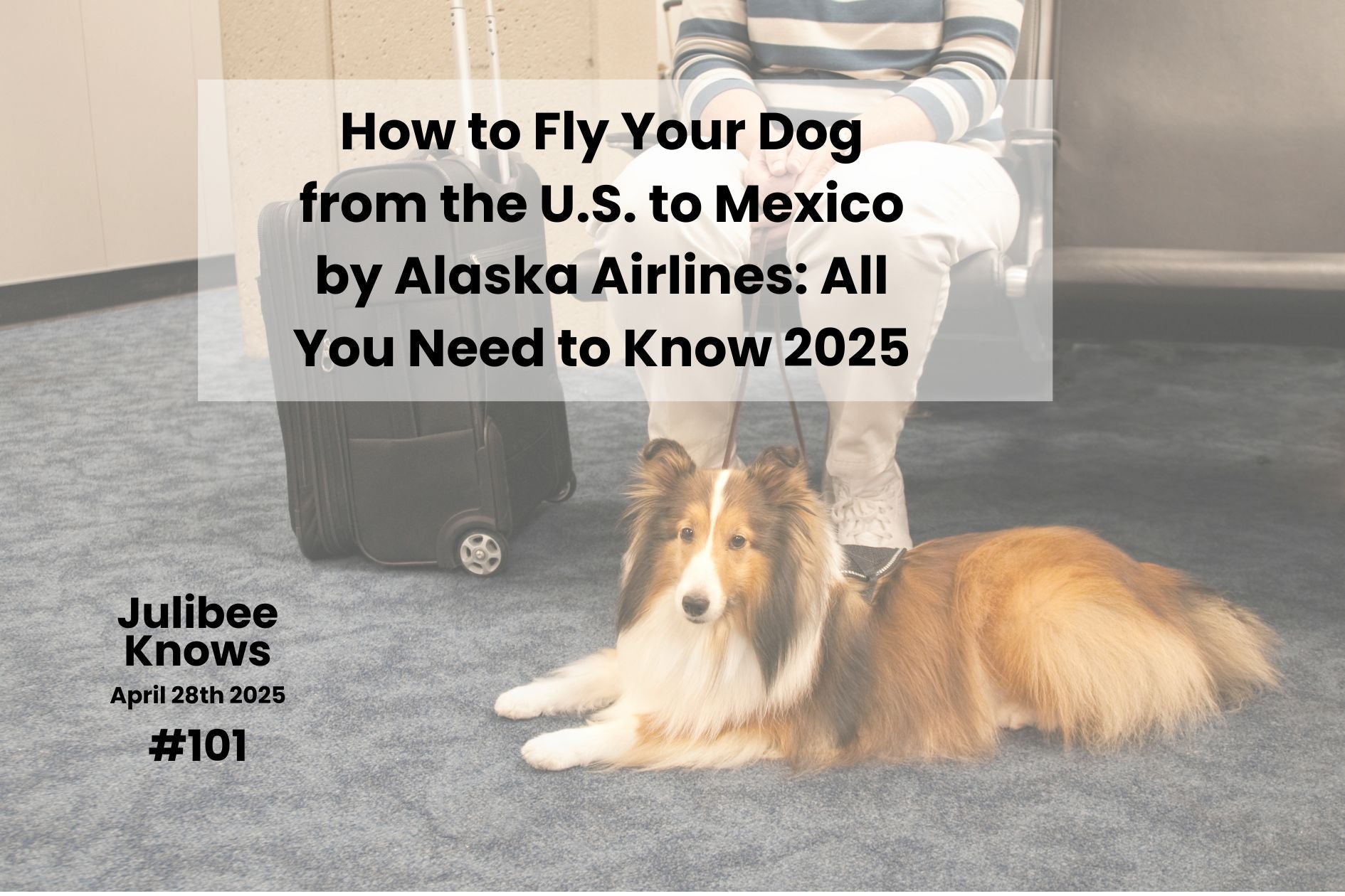 How to Fly Your Dog from the U.S. to Mexico by Alaska Airlines: All You Need to Know 2025