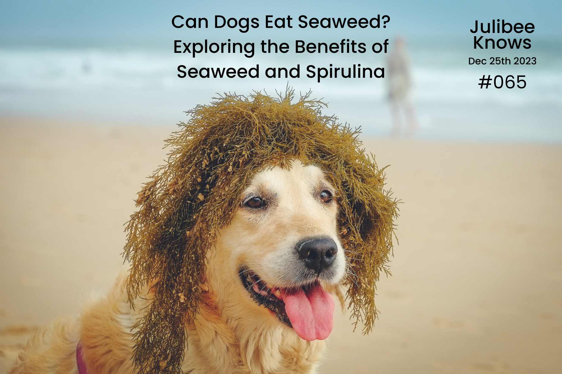 Dog with seaweed on head at beach - exploring if dogs can eat seaweed benefits