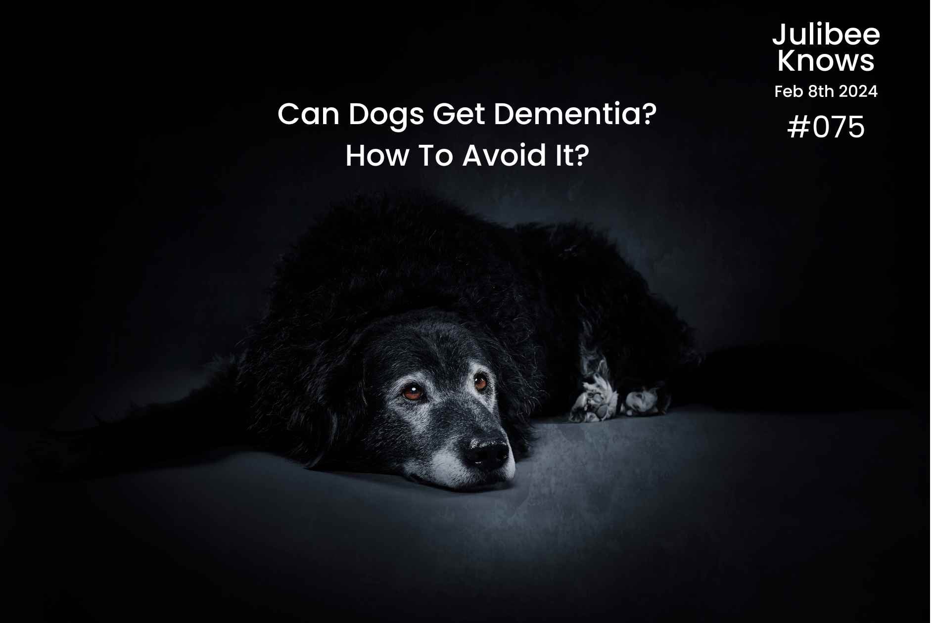 Can Dogs Get Dementia How To Avoid It