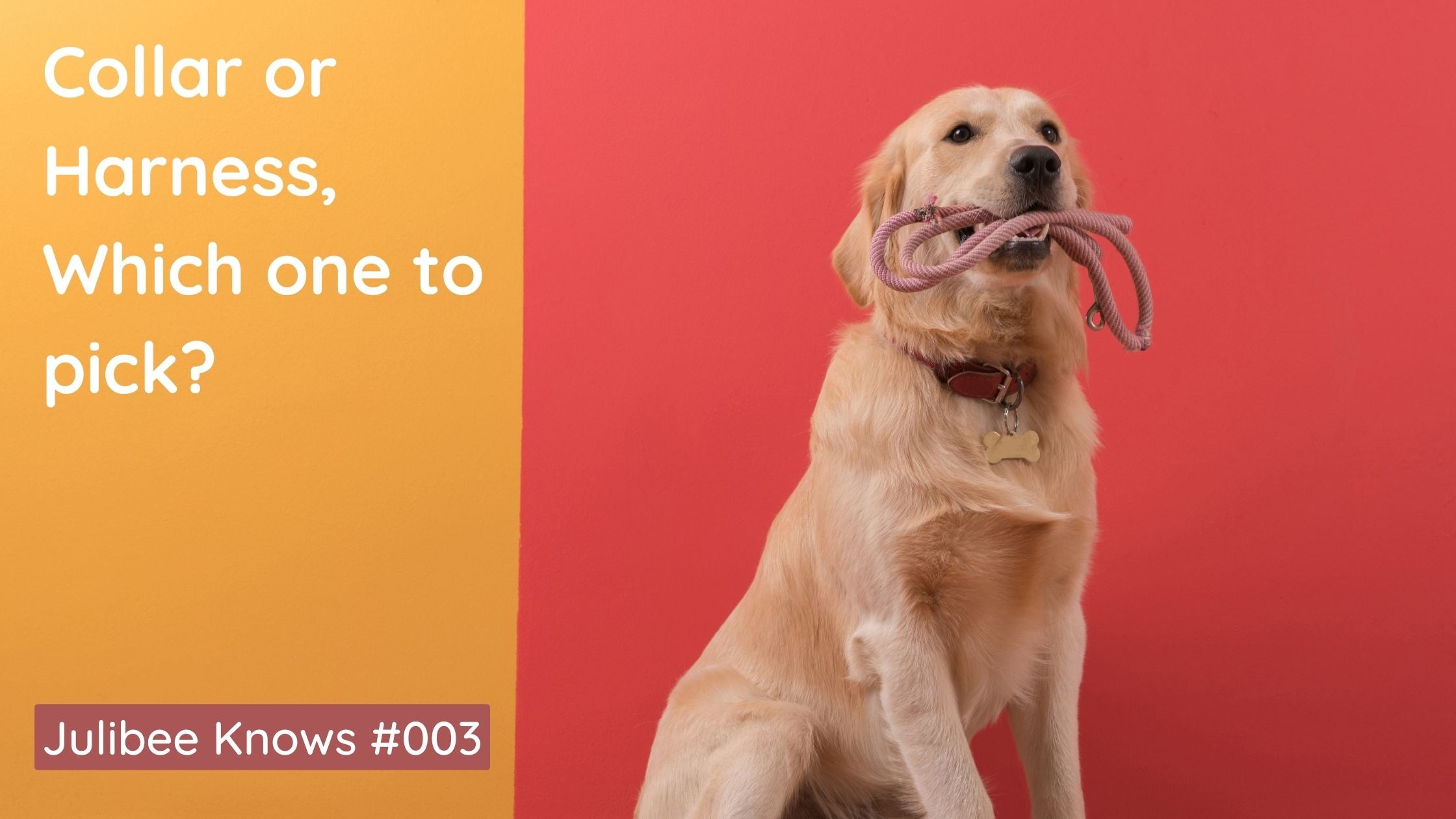 Golden retriever wearing collar holding leash, guide to choosing collar or harness for dog walks - Julibee's