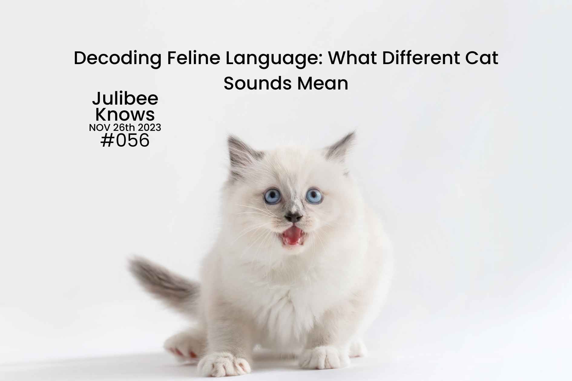 White kitten meowing - decoding feline vocalizations