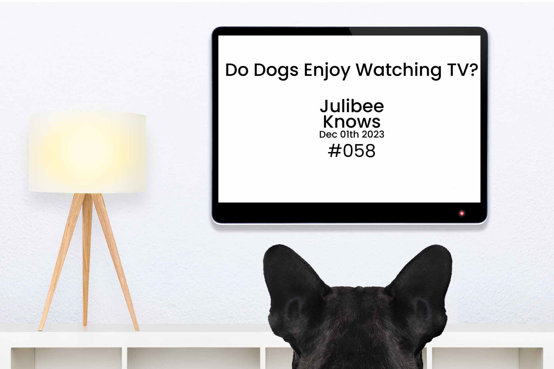 Black dog watching TV screen - do dogs enjoy screen time?