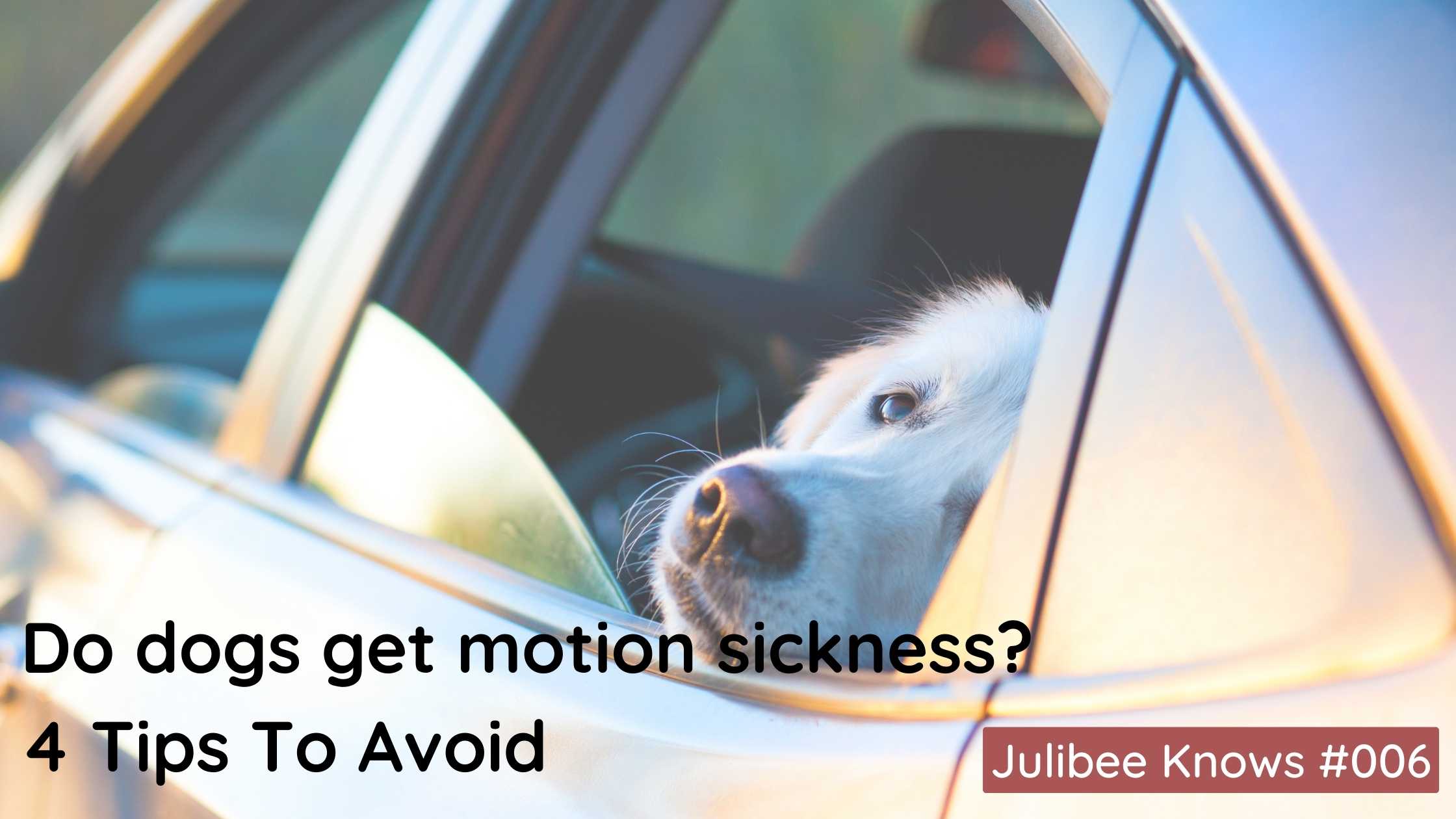 Dog looking out car window, tips to avoid motion sickness during pet travel | Julibee's