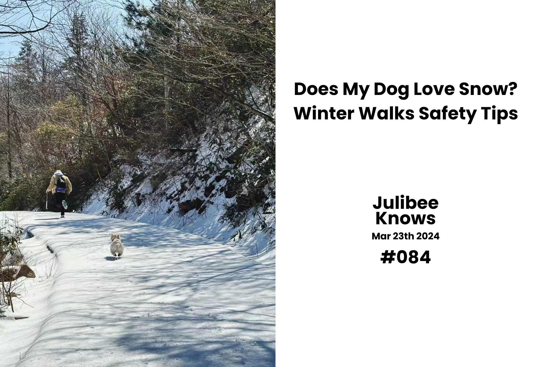 Person walking small white dog on snowy path - Julibee's winter pet safety tips