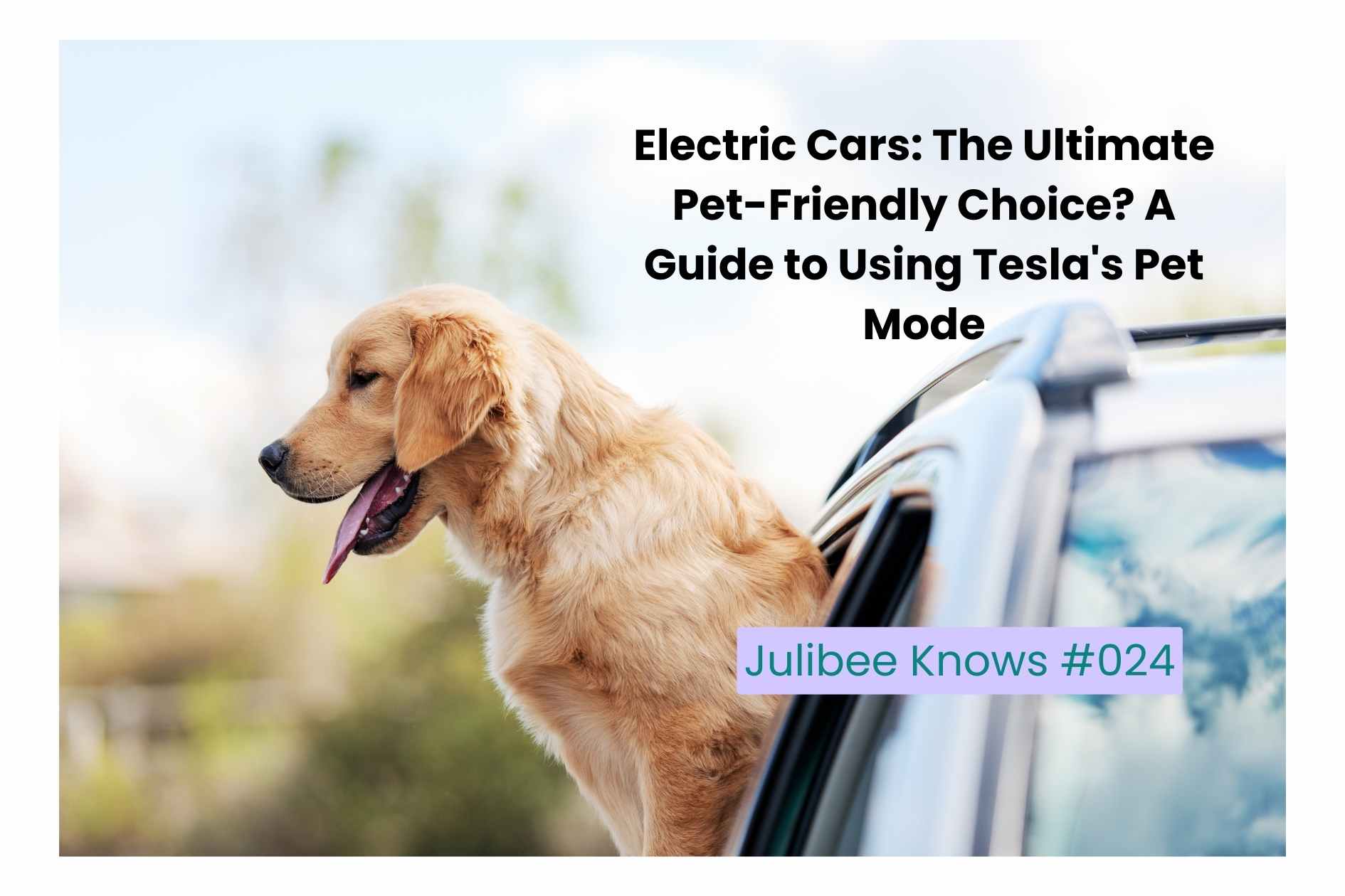 Golden retriever enjoying car ride using Tesla Pet Mode - pet-friendly EV travel guide