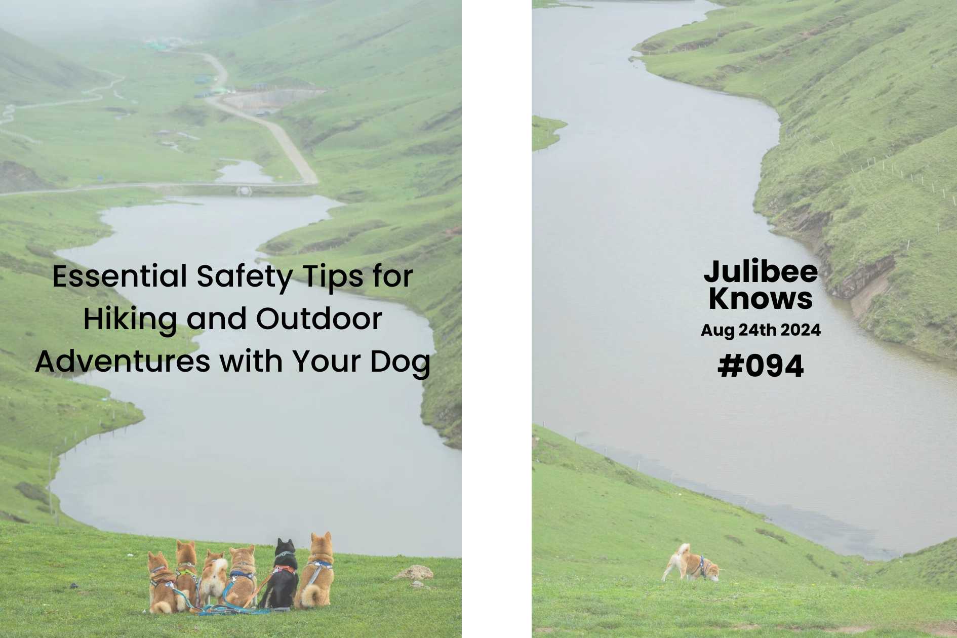 Group of dogs on grassy hillside overlooking river - essential hiking safety tips for outdoor adventures with pets by Juli...