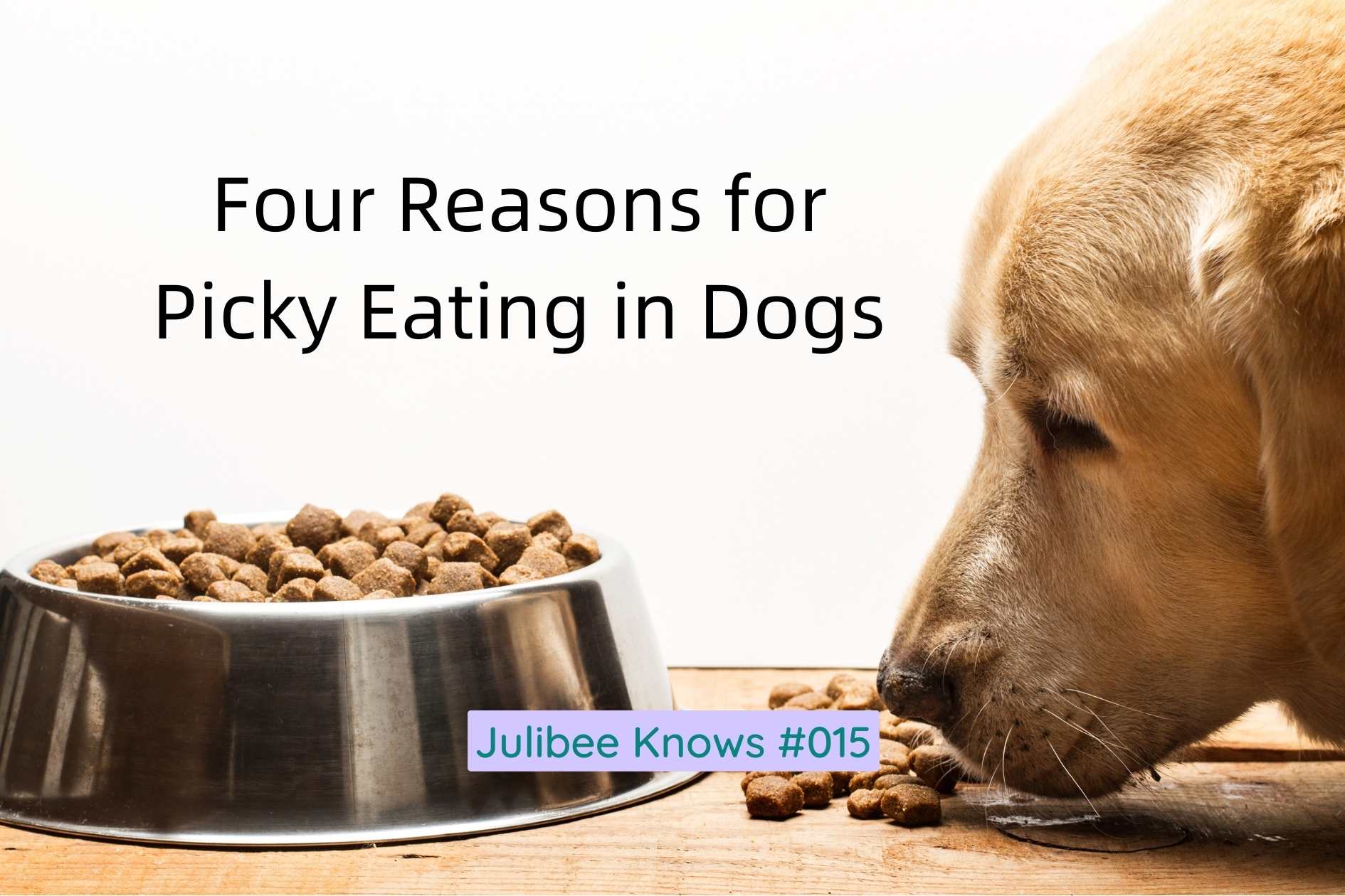 Golden retriever near full food bowl with scattered kibble - four reasons for picky eating in dogs by Julibee's