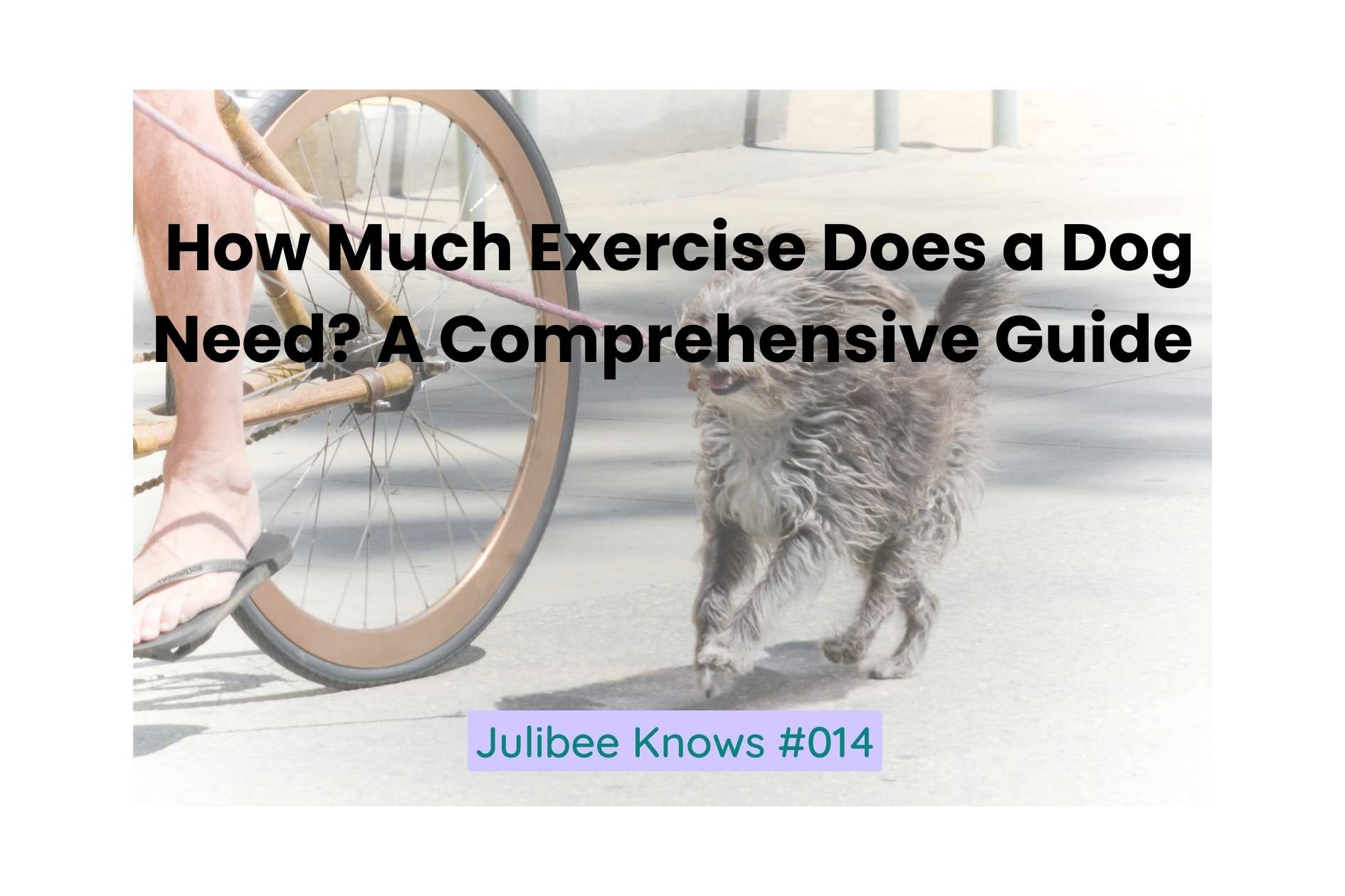 Dog exercising next to bicycle - Julibee's comprehensive exercise guide