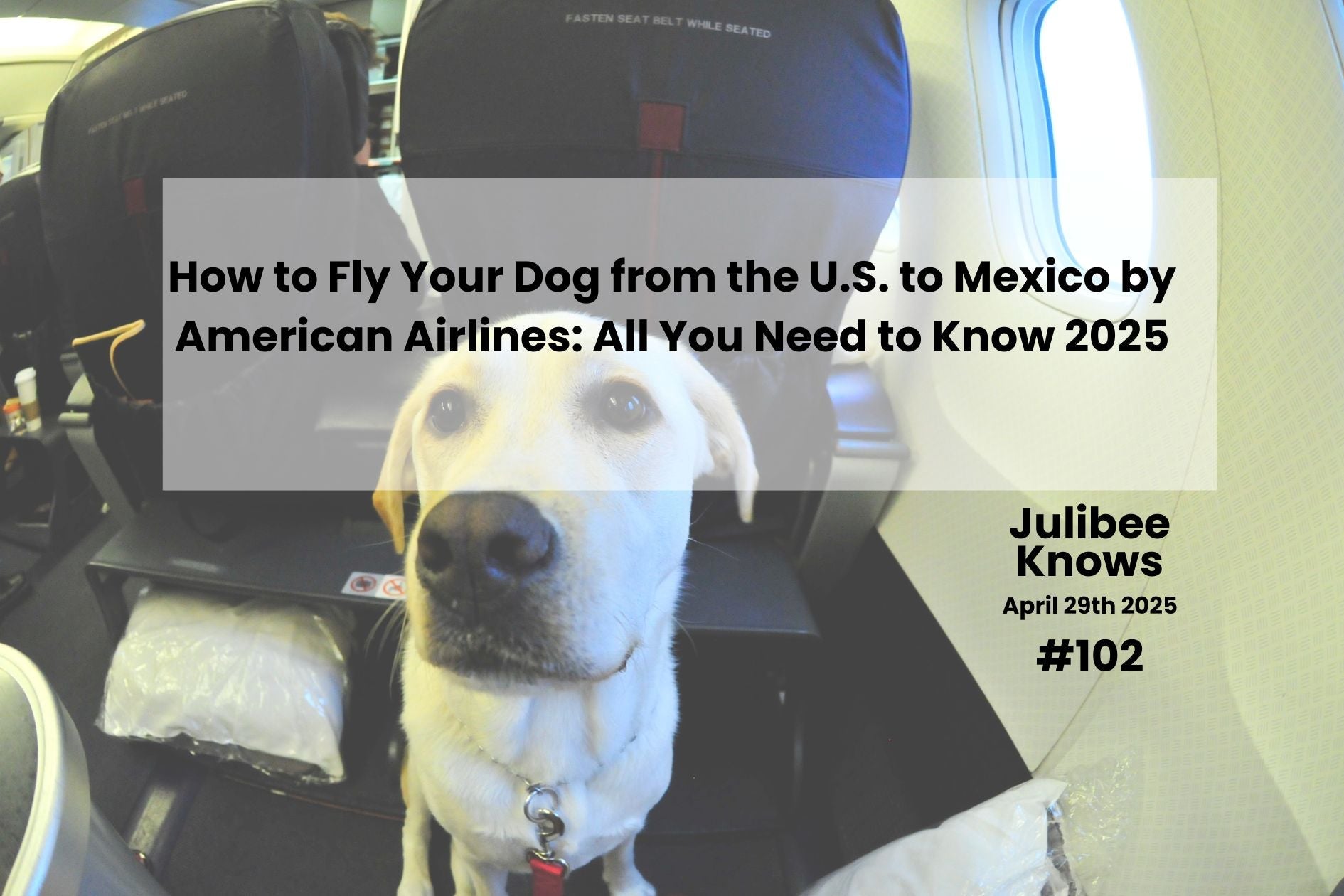 Labrador in airplane seat during US to Mexico flight via American Airlines, Julibee's pet travel gear.