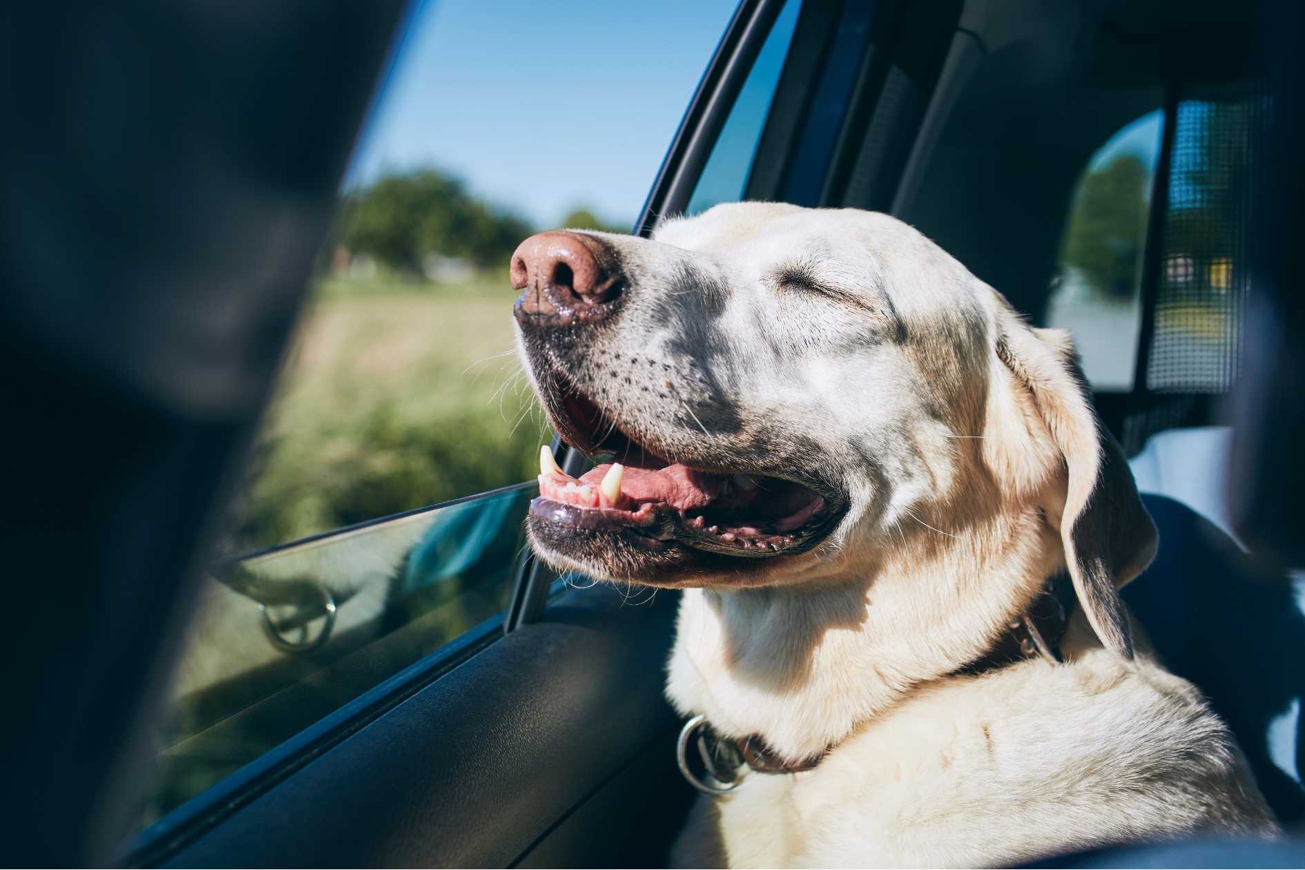 Labrador Retriever enjoying car ride with window open - Julibee's safe dog road trip tips