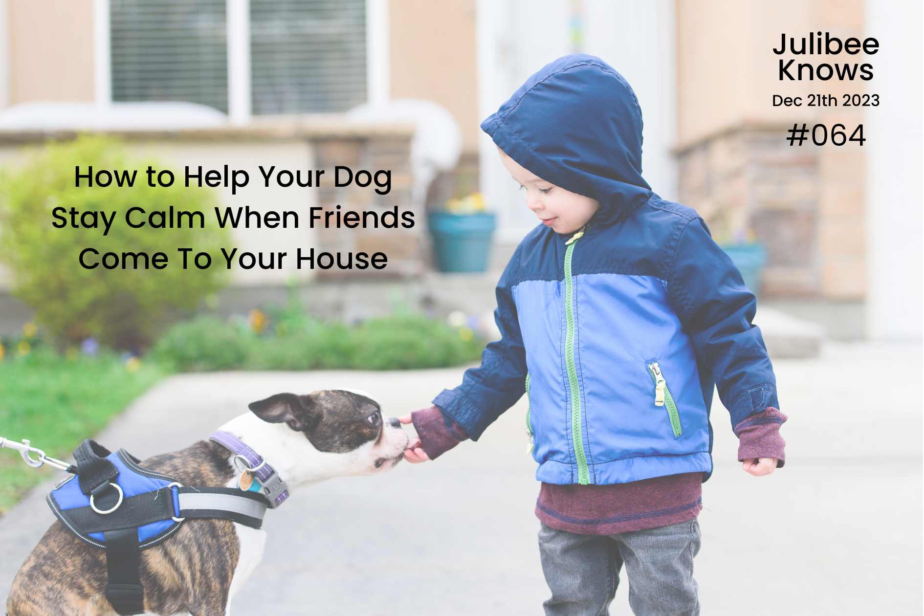 Dog in blue harness greeting child—how to keep pets calm during visitor visits | Julibee's