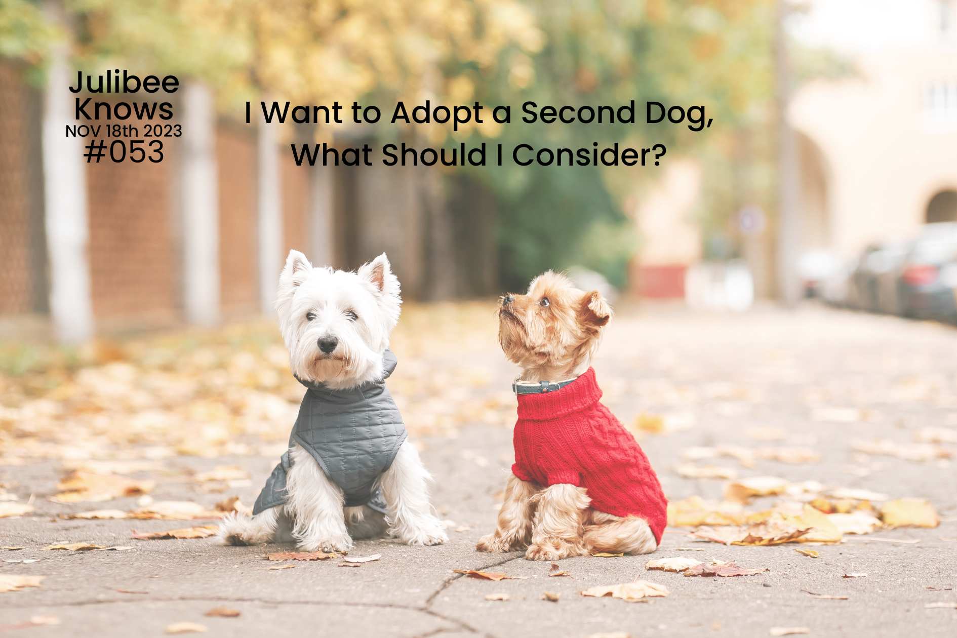 Two small dogs wearing sweaters sitting on a leaf-covered sidewalk, representing considerations for adopting a second dog.