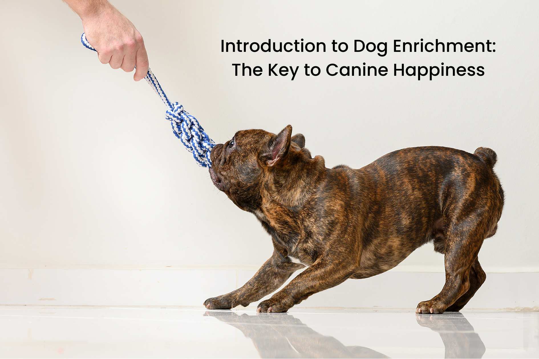 French Bulldog tugging blue and white rope toy for dog enrichment and canine happiness