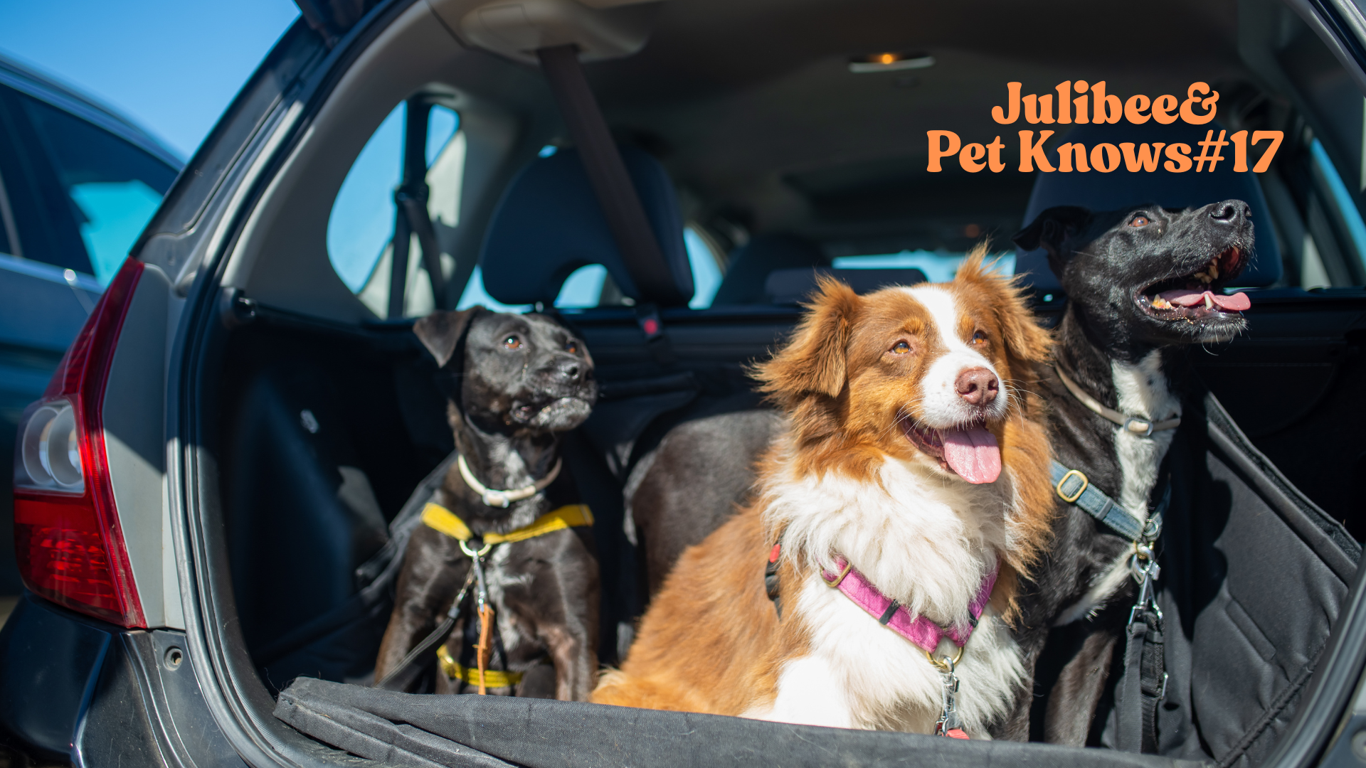 Three dogs in car trunk wearing harnesses - dog travel training & car seat safety from Julibee's