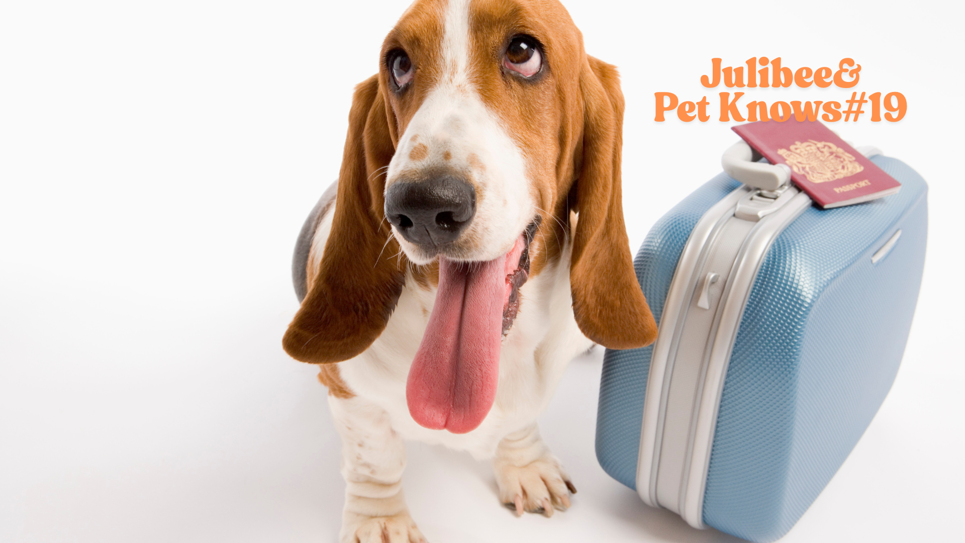Keeping Your Dog Clean and Healthy on the Road: Essential Hygiene for Traveling Pups