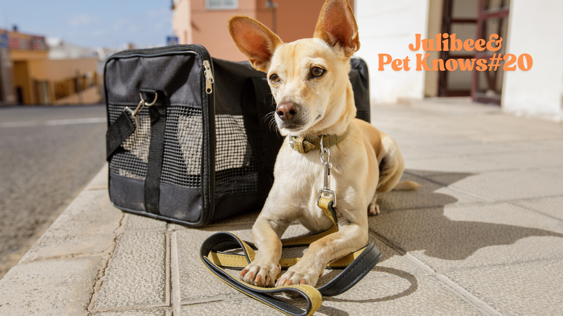On the Road with Your Dog: 10 Creative Games and Activities to Keep Your Pup Happy